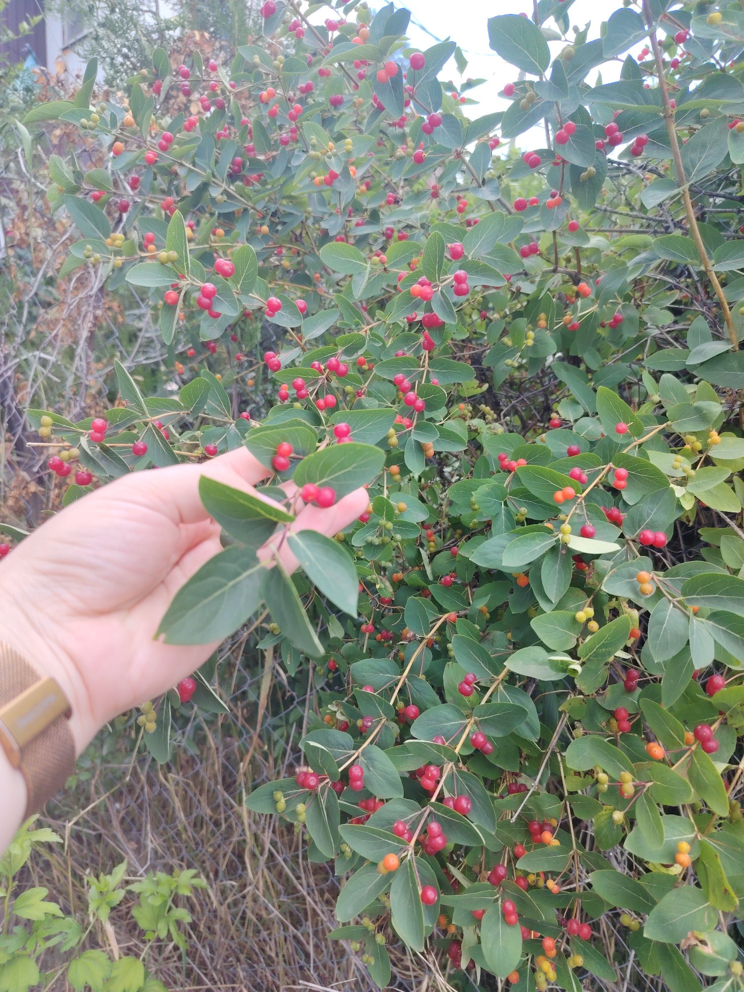 The image displays a close-up view of a honeysuckle bush laden with red and yellowish-orange berries. A person's hand, wearing a gold-colored watch, is visible on the left side of the frame, gently holding a few of the leaves and berries. The bush is situated outdoors, with dry, twiggy vegetation and a chain-link fence visible in the background, suggesting a natural or semi-wild setting. The presence of the fence and the type of vegetation might indicate a location in a suburban or park area, possibly in Rostov-on-Don, Russia, although this cannot be definitively confirmed from the visual information alone. The lighting suggests it is daytime.