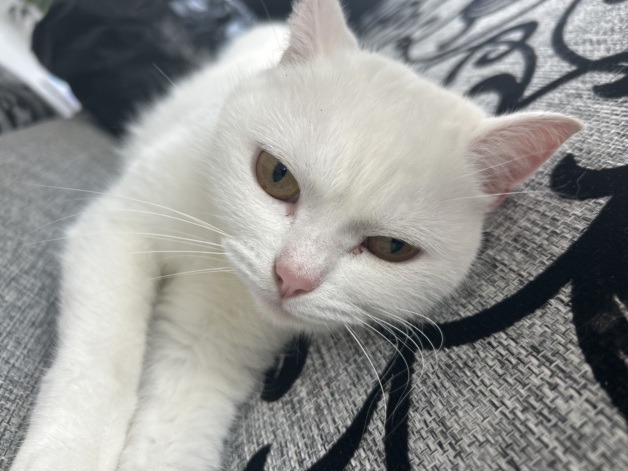 A close-up, eye-level shot shows a white cat lying on a textured gray and black patterned couch. The cat's head is turned to the right, with its eyes partially closed and its gaze directed downwards. Its fur is pure white, with a pink nose and light brown eyes. Long white whiskers extend from its muzzle. The couch fabric has a woven texture with a repeating black pattern. The background is blurred, but appears to be indoors, possibly a living room. There is no indication of the location in Chaikovsky, Russia.