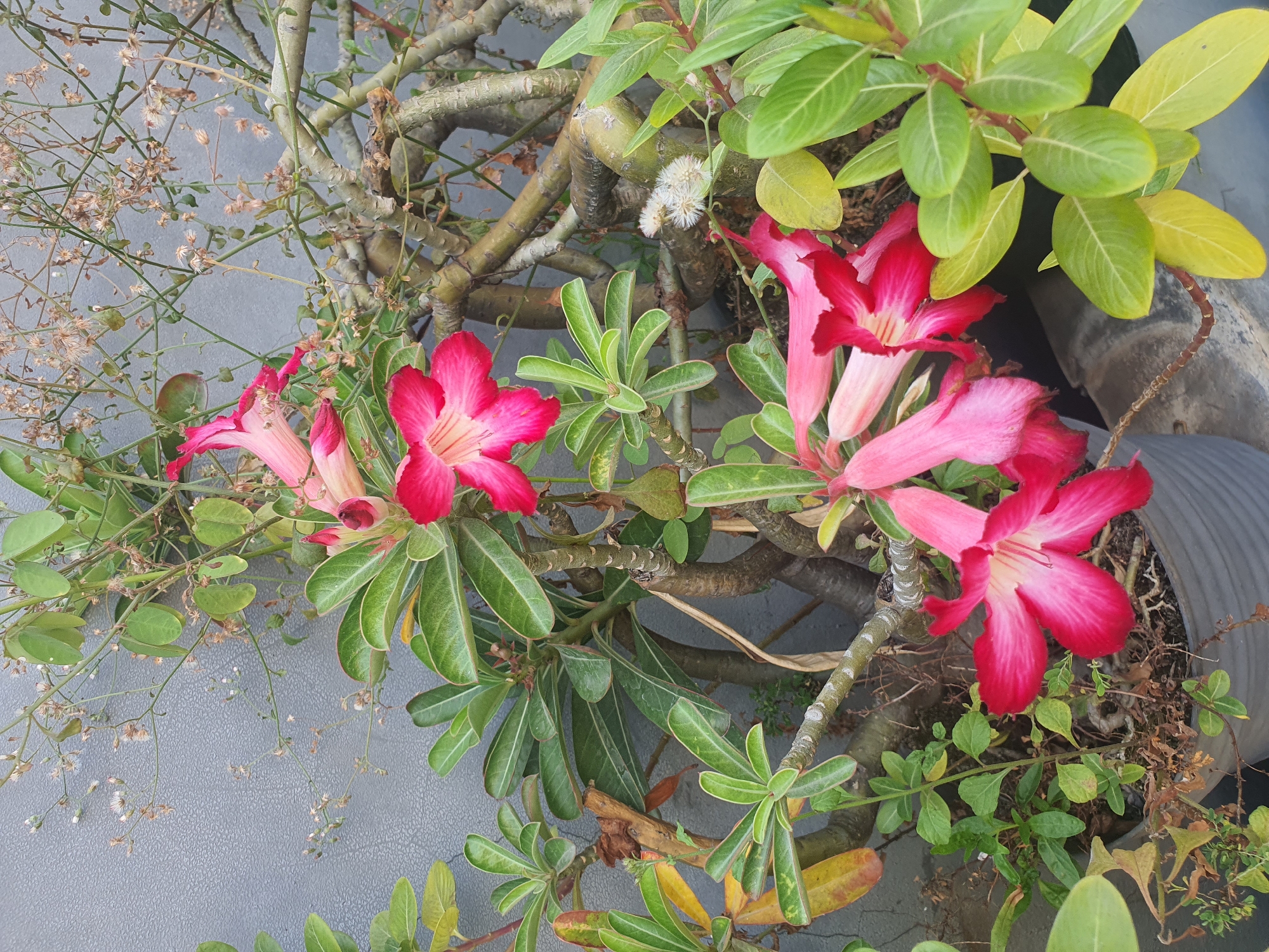 In West Jakarta, Indonesia, an outdoor scene features a close-up view of a flowering plant, likely an Adenium or Desert Rose, with vibrant pink and magenta blossoms against a textured gray wall. The plant's thick, gnarled branches and lush green leaves, interspersed with some yellowing foliage, suggest a well-established specimen. Several trumpet-shaped flowers are in bloom, with delicate white stamen visible within. The plant is housed in a dark gray planter, partially visible in the lower portion of the image. The background wall exhibits a subtle pattern, and further dried plant matter and thin stems are visible branching out from the main plant, adding to the natural, slightly wild aesthetic. No people or animals are present in the frame.