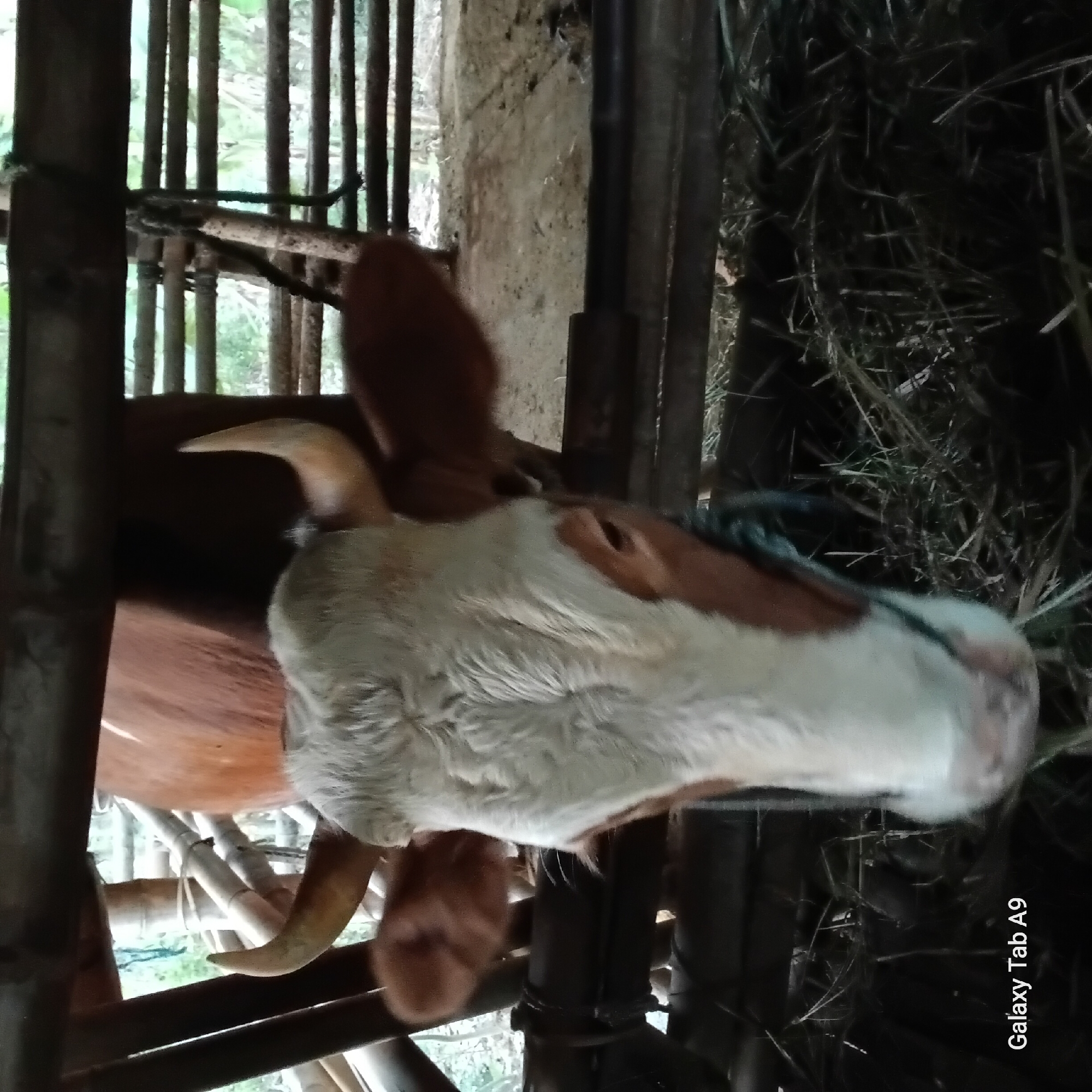 A close-up shot captures the head and upper body of a brown and white cow in a stable. The cow's face is the primary focus, with its ears and short horns visible. It appears to be eating or interacting with hay on the ground. The background shows wooden structures, possibly part of the stable or fencing, with glimpses of greenery beyond. The image is taken from a low angle, looking up at the cow. The bottom left corner displays the text "Galaxy Tab A9". The scene is likely an agricultural setting, such as a farm or livestock enclosure, in or near Trenggalek, Indonesia.