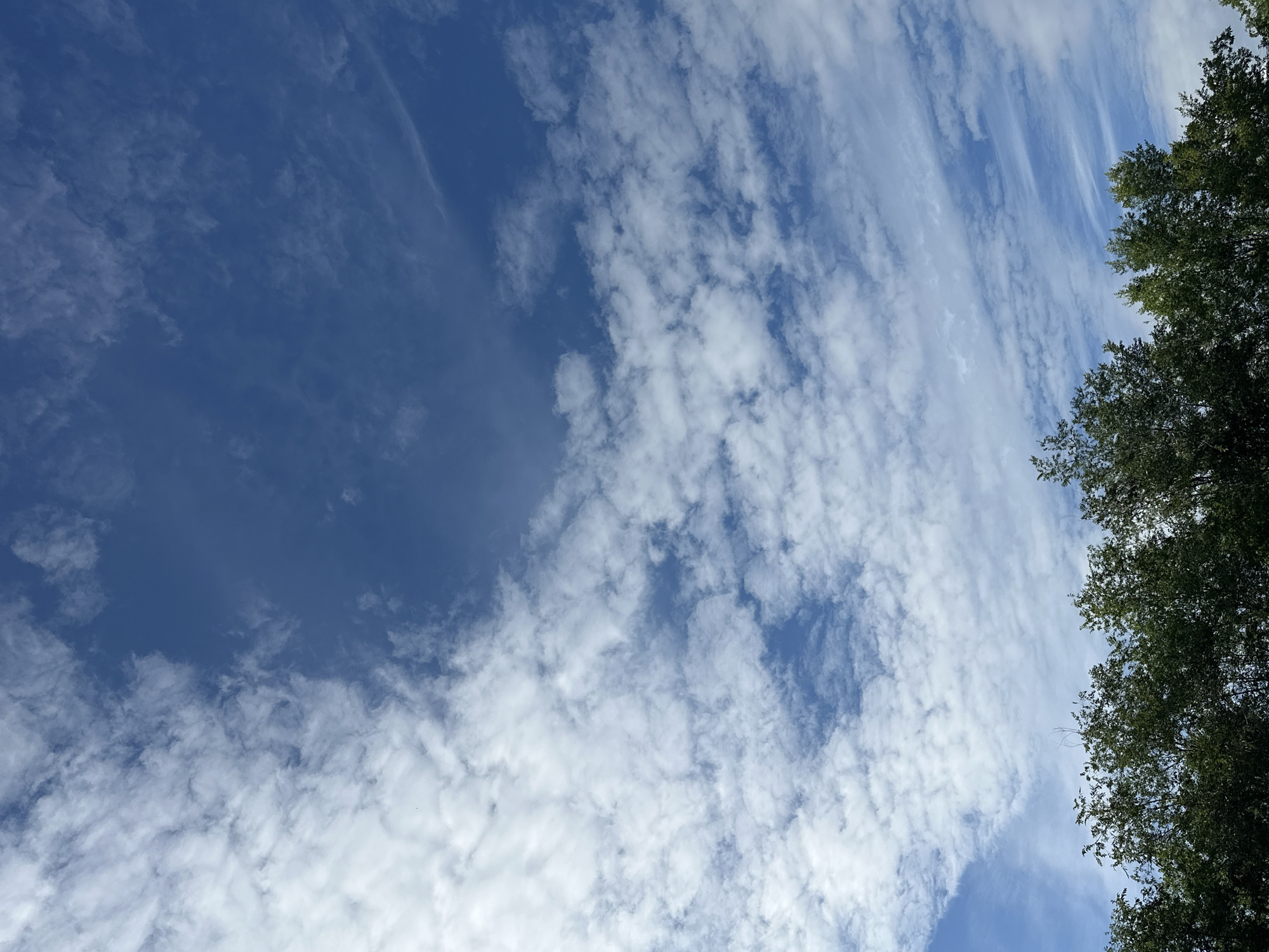 A wide shot captures a bright blue sky filled with scattered, wispy white clouds, with the tops of lush green trees forming a dense line across the bottom of the frame. The image appears to be taken outdoors, likely during daylight hours.
