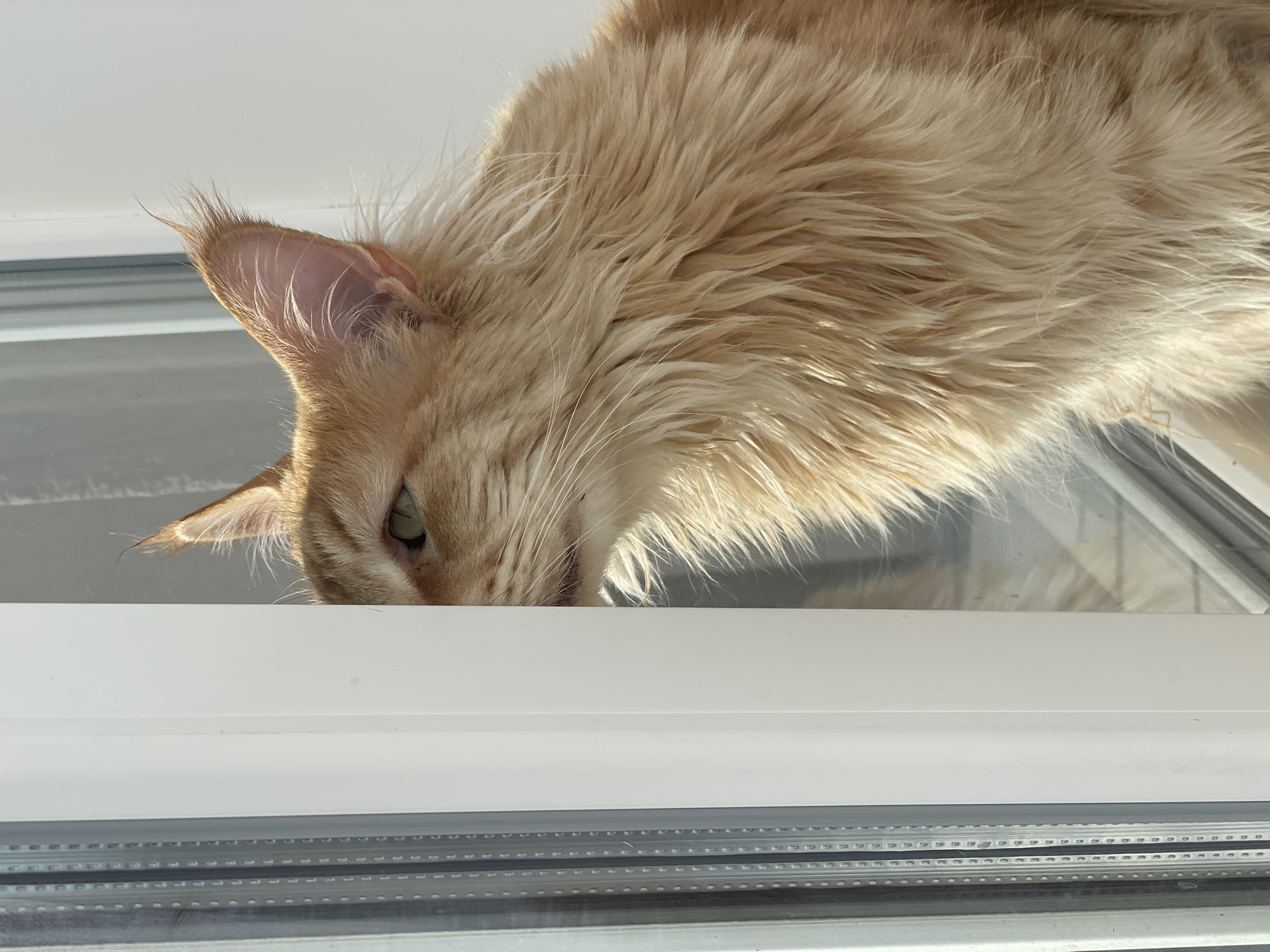 An orange tabby cat with long fur is partially visible behind a white frame, looking to the left. The cat's face is mostly obscured, with only one eye and part of its ear visible. The eye is green and appears to be looking intently. The cat's fur is a mix of orange and lighter shades of yellow. The background is a bright white wall and a window with vertical blinds. The scene is lit by natural sunlight, creating a strong contrast and shadows. The image appears to be taken indoors, possibly in a home.