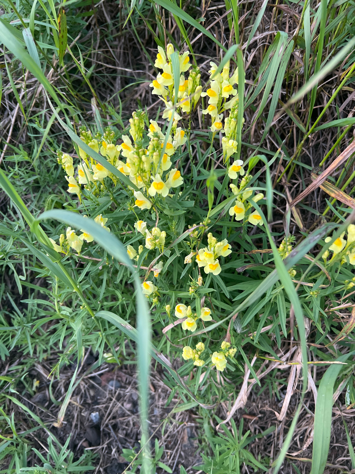 A cluster of small, yellow flowers with orange centers grows among tall, green grass and dry, brown vegetation. The flowers are clustered on thin stalks, and their petals are shaped like tiny snapdragons. The background is a mix of blurred green and brown, suggesting a natural outdoor environment. The ground beneath the plants is visible in some areas and appears to be dark soil mixed with dry leaves and small pebbles. The lighting is diffused, indicating it might be an overcast day or late in the day. No people or animals are visible in the image.