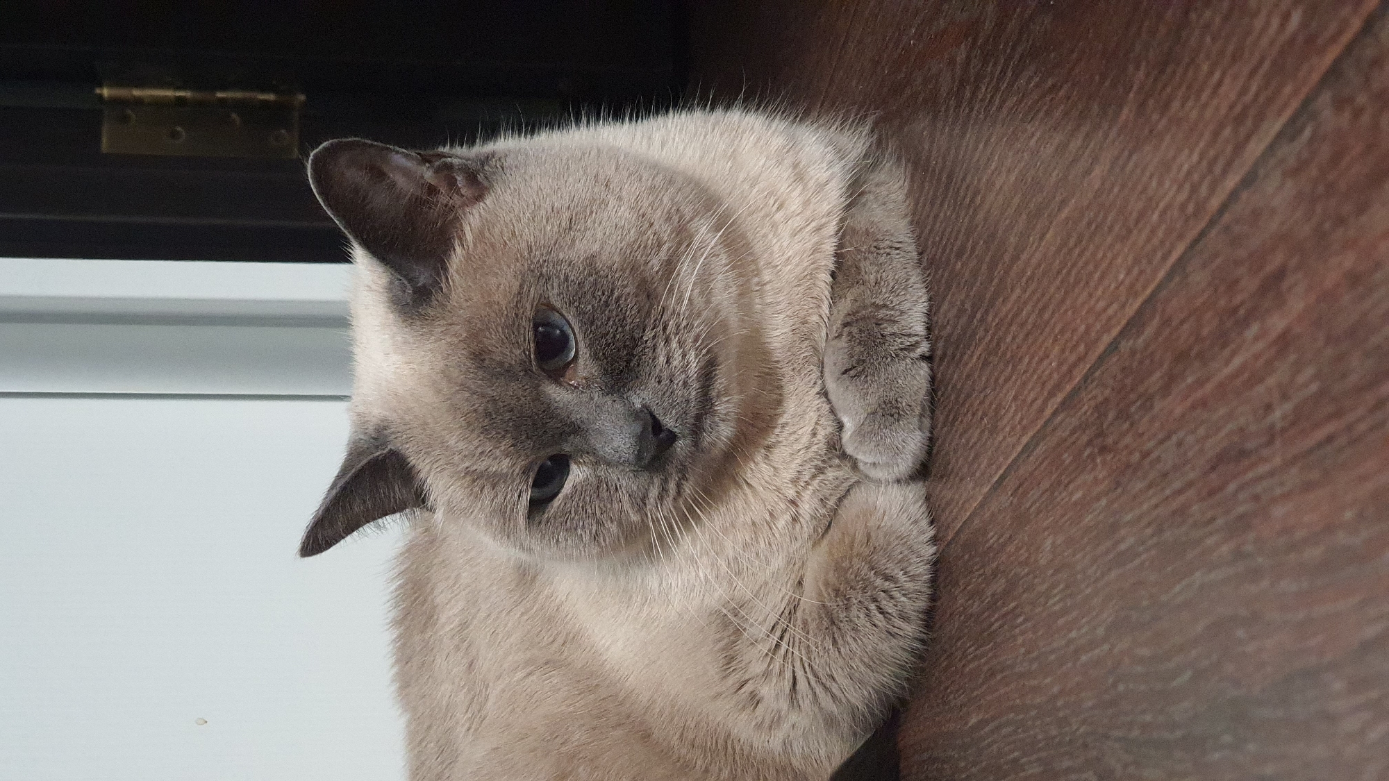 A domestic shorthair cat, predominantly cream-colored with gray points on its ears, face, and paws, is lying on a dark brown wooden floor. The cat has blue eyes and its front paws are crossed. In the background, a white wall is visible on the left, and a dark-colored door with a brass hinge is on the right. The scene appears to be indoors, likely in a residential setting. No specific location in Krasnoyarsk, Russia, can be determined from the image.