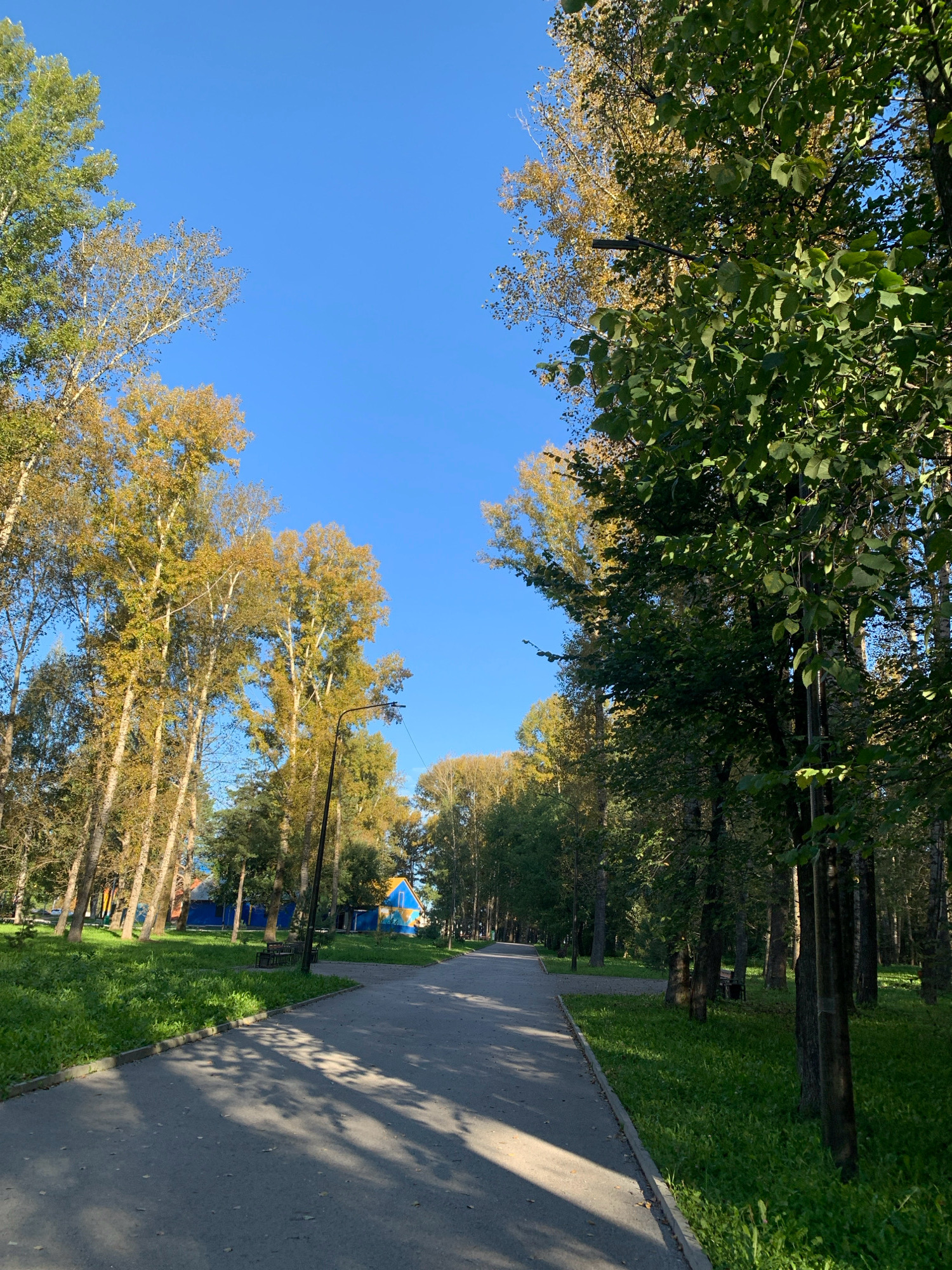 The image depicts a park scene with a paved pathway winding through trees under a clear blue sky. The trees on the left are in various stages of autumn foliage, with some displaying yellow leaves, while the trees on the right are predominantly green. Sunlight casts shadows of the leaves onto the pathway. In the background, buildings with blue and yellow accents are visible among the trees, suggesting a park setting within a populated area. There are no people or animals present in the frame. The scene appears to be a peaceful, outdoor public space.