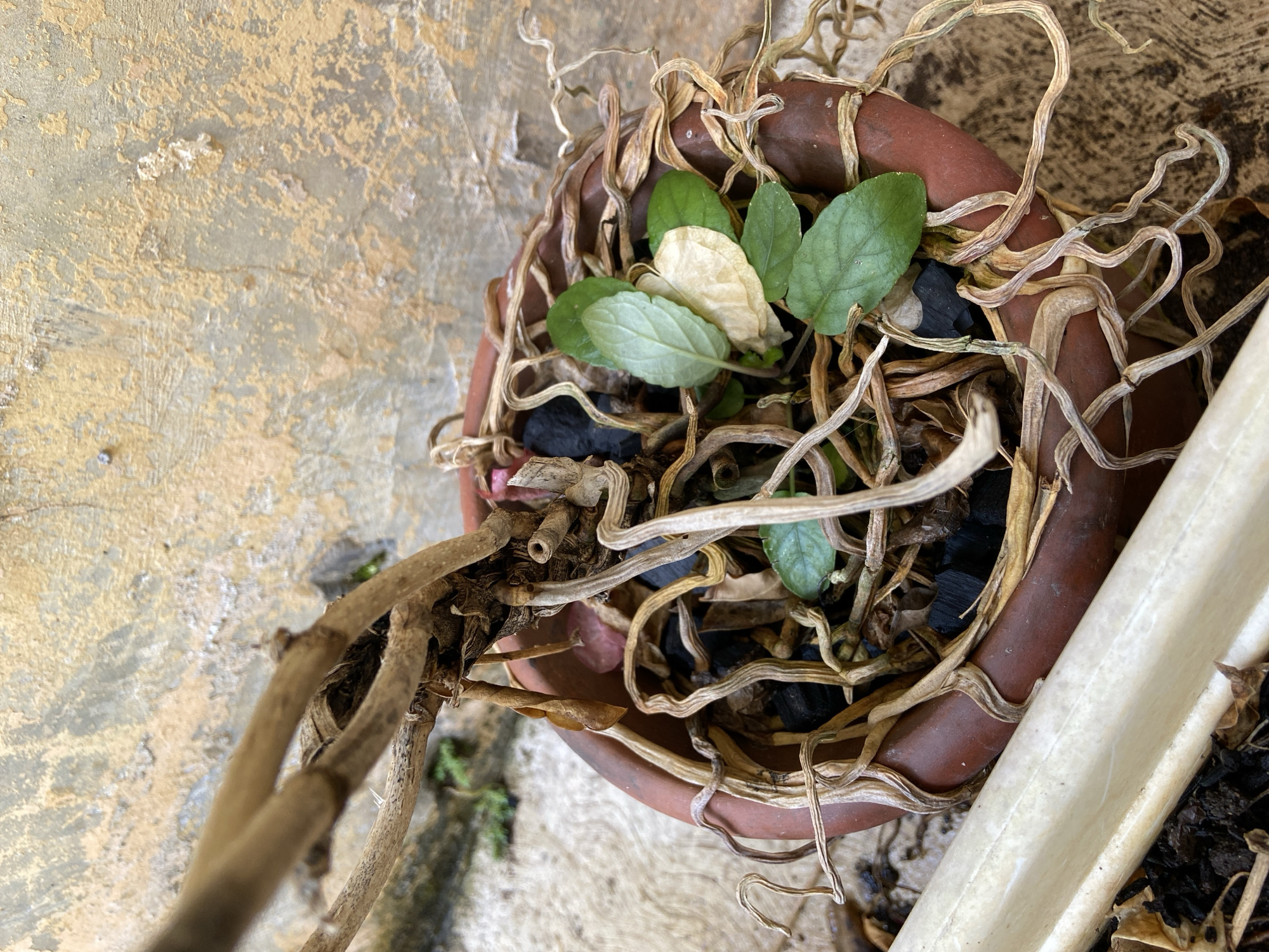 A close-up, overhead shot shows the base of a dying plant in a brown ceramic pot, with exposed roots and a few sparse green leaves. The pot sits on a concrete surface next to a weathered, yellow-beige wall. The plant's main stem and branches are dry and brittle. Some pieces of black charcoal are visible mixed with the soil and roots. A white plastic pipe runs along the bottom left edge of the frame. The scene appears to be outdoors, possibly in a garden or courtyard. The overall impression is one of neglect.