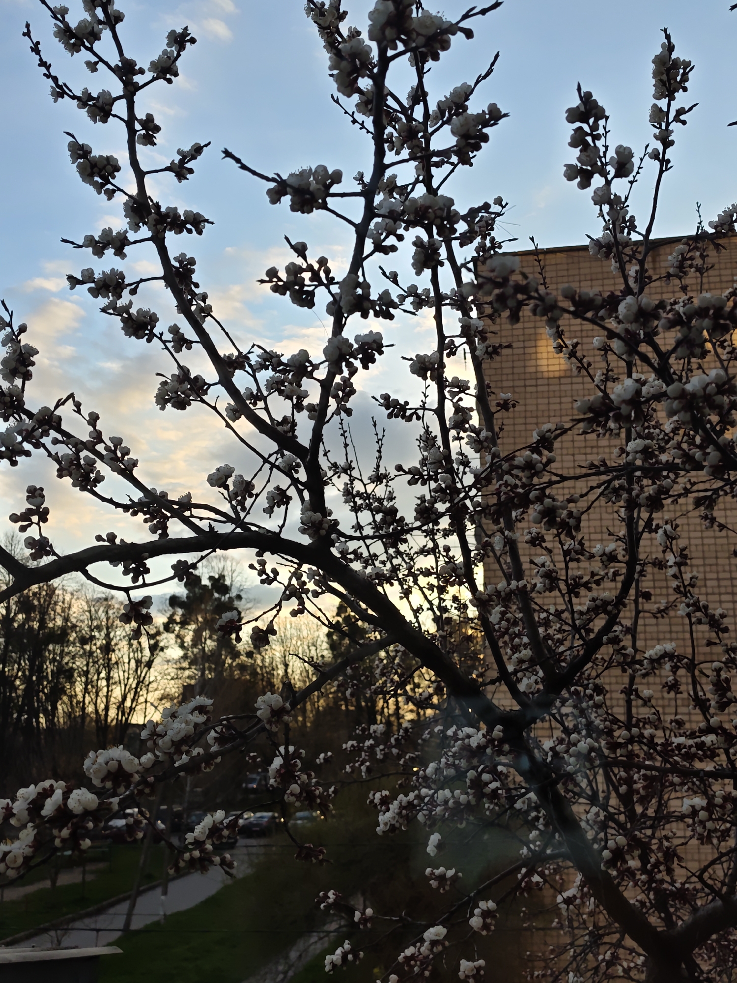 The image depicts flowering trees with white blossoms in Vinnytsia, Ukraine. The trees are in the foreground against a backdrop of a brick building and trees in the middle ground. The sky is visible between the branches, showing a mix of blue and light orange colors, indicating either sunrise or sunset. The lower portion of the image shows a glimpse of a street with a road, green areas, and parked cars. The scene is likely taken from a higher vantage point, such as a balcony or an upper-story window.