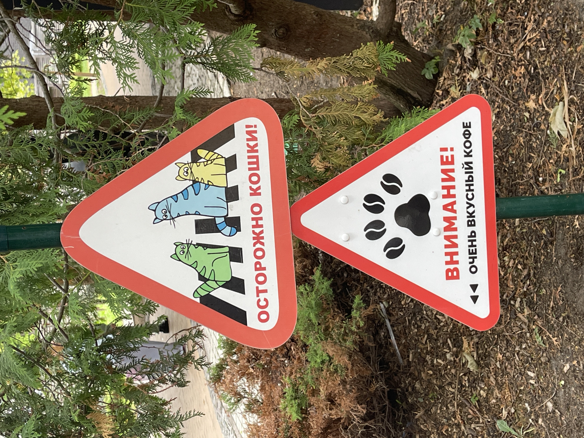 The image shows two triangular warning signs on a green metal pole, set against a backdrop of greenery and trees. The top sign is red-bordered and depicts cartoon cats on a black and white striped pedestrian crossing, with Russian text below reading "ОСТОРОЖНО КОШКИ!" (Caution Cats!). The bottom sign is also red-bordered and features a black cat paw print above Russian text that reads "ВНИМАНИЕ! ОЧЕНЬ ВКУСНЫЙ КОФЕ" (Attention! Very Tasty Coffee). In the background, through the foliage, a person is partially visible wearing a light-colored jacket and dark pants. The ground is covered with mulch and some patchy vegetation. The signs are positioned on a path or walkway, suggesting a public area. Given the context of the signage, this scene is likely located in Zelenogradsk, Russia, a city known for its cat-themed attractions and cafes.