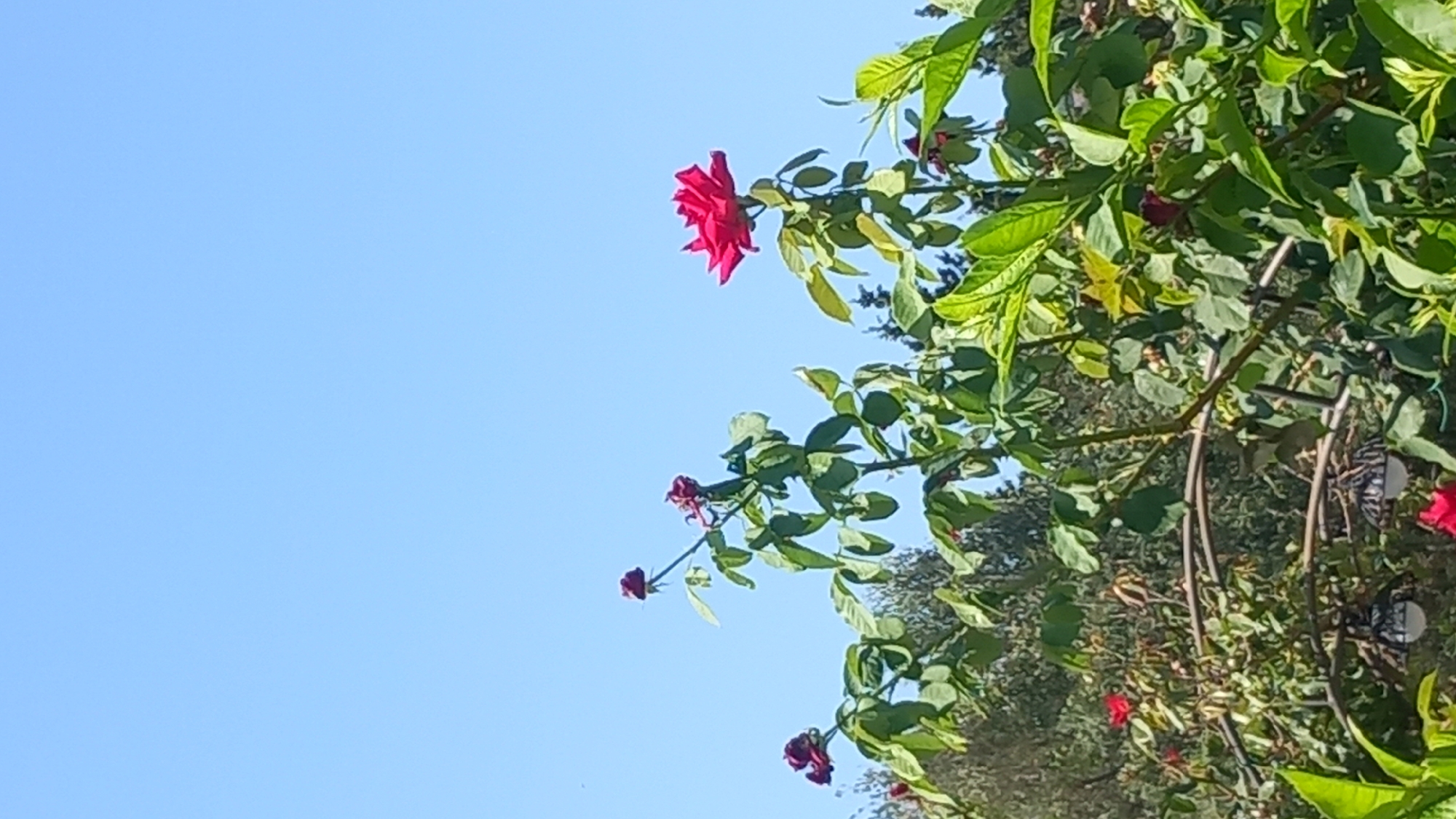 The image depicts a close-up view of a rose bush with several red roses and green leaves set against a clear blue sky. In the foreground, a vibrant red rose is in full bloom on the right side of the frame. To the left, there are several rosebuds and some wilting roses in darker shades of red and purple. The rose bush is dense with lush green foliage. In the background, out of focus, are more trees and foliage, suggesting a garden or natural setting. The scene is well-lit, indicating it was taken on a sunny day. The location is identified as Άγιος Νεκτάριος, Greece.