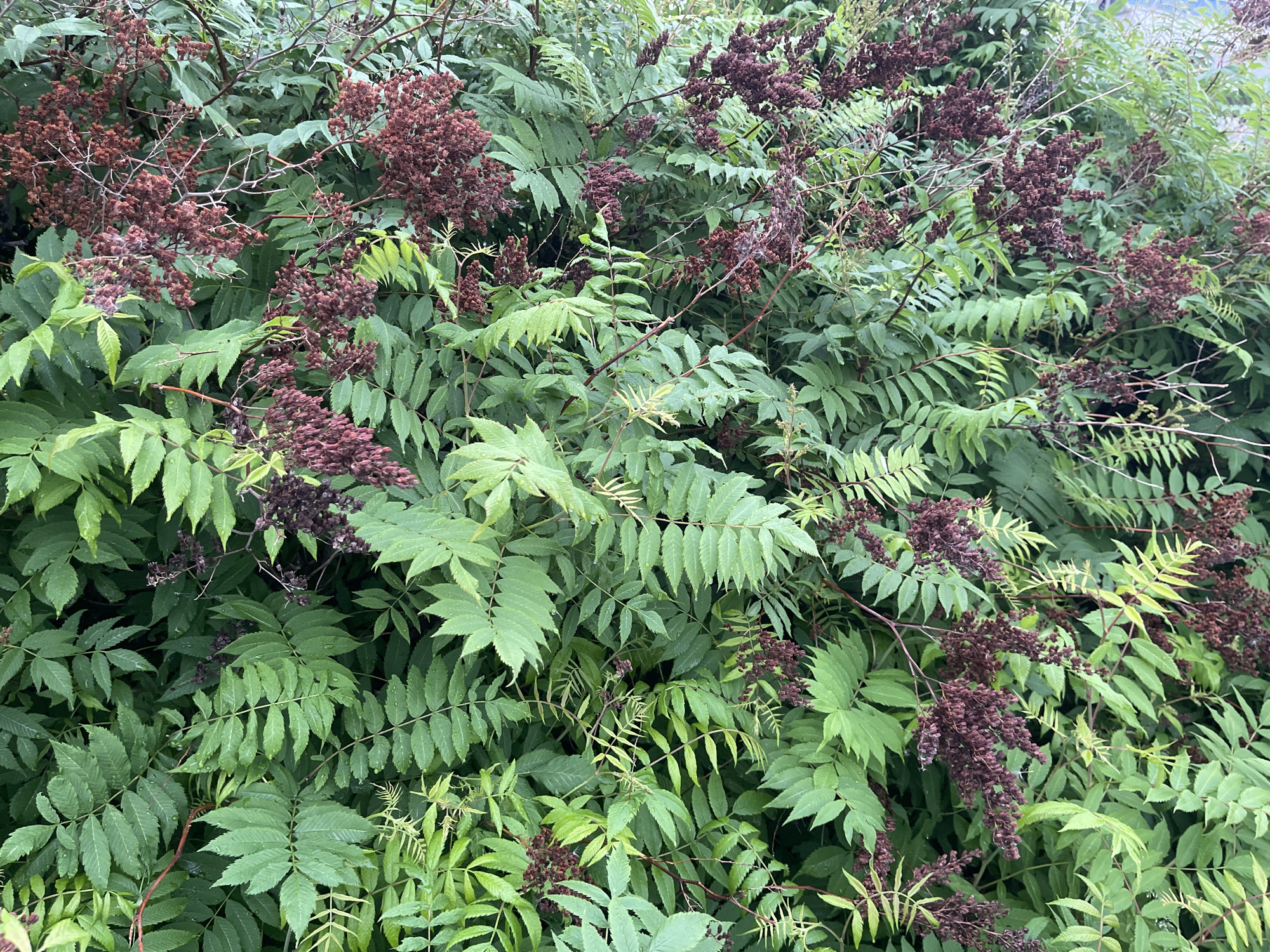 This media file captures a dense cluster of foliage from a plant that appears to be a sumac tree. The leaves are pinnately compound, with numerous serrated leaflets arranged along a central stem. The predominant color of the foliage is a vibrant green, with some leaves showing a lighter, almost yellowish-green hue, possibly indicating younger growth or a different light exposure. Interspersed among the green leaves are clusters of dark reddish-brown seed heads or dried flowers. These clusters are feathery and intricate, adding texture and a contrasting color to the overall scene. The branches are thin and woody, supporting both the leaves and the seed structures. The image suggests an outdoor setting, likely a natural environment given the density and untamed appearance of the plant. The lighting appears diffused, hinting at an overcast day or a shaded area, and the presence of small water droplets on some of the leaves suggests recent rain or dew. There are no visible signs of human presence, objects, or text within the frame. The overall impression is one of lush, verdant growth punctuated by the deep, rich tones of the seed clusters. The location context of Khanty-Mansiysk, Russia, suggests this scene might be observed during the warmer months when vegetation is at its peak.