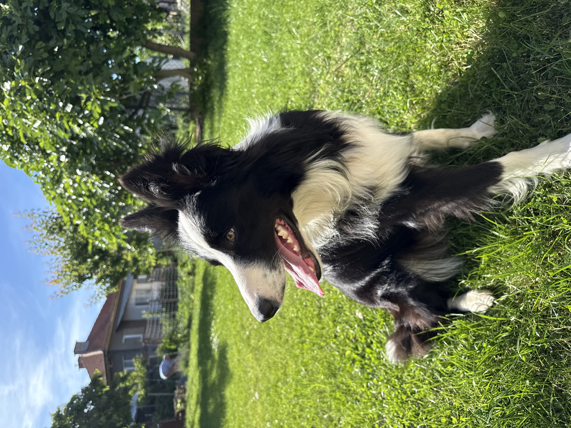 A black and white Border Collie dog is lying on green grass. The dog is panting with its mouth open and tongue out. In the background is a house with a red roof and green trees, suggesting an outdoor residential setting. The photo appears to have been taken on a sunny day with clear blue skies and the image orientation is slightly rotated clockwise. The location is indicated as Berkovitsa, Bulgaria.