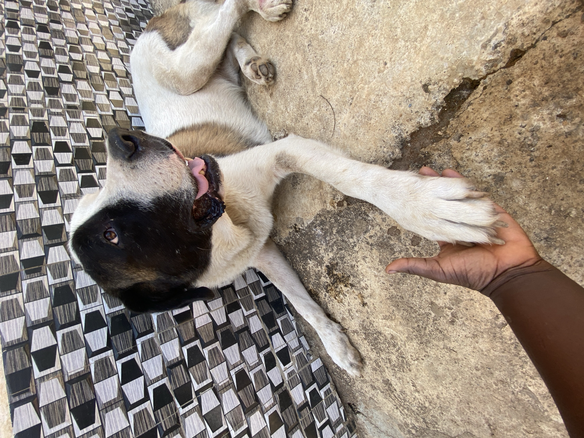An overhead, slightly angled shot captures a moment of playful interaction between a dog and a human hand in Maigizo, Nigeria. The dog, a mix of white, tan, and black fur, lies on its back with its paws playfully in the air. Its head is tilted, mouth slightly open with a pink tongue visible, conveying a sense of contentment or amusement. A dark-skinned human hand gently rests beneath one of the dog's white-furred front paws, suggesting a tender connection.
The setting appears to be an outdoor area with two distinct ground surfaces. To the left, a patterned tiled floor features a repeating geometric design of black, white, and gray shapes, creating a pseudo-3D effect. To the right, the ground is a rough, textured concrete or packed earth surface, marked with cracks and discolored patches, adding to the outdoor aesthetic. The bright and even lighting suggests it is daytime. No text is visible in the image.