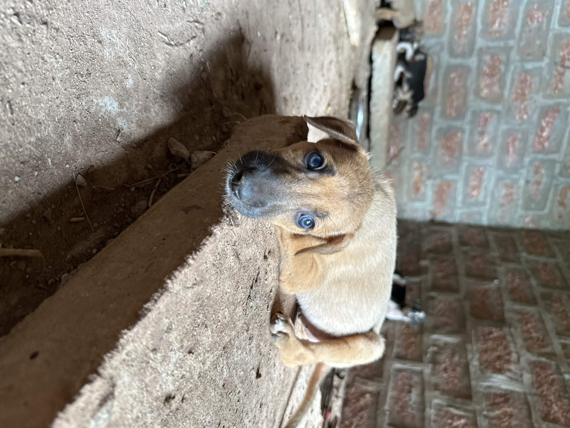 A light brown puppy with bright blue eyes is lying down on a concrete ledge. The puppy is looking directly at the camera. Behind the puppy, a brick wall is visible. Other puppies and a small dog are in the background, out of focus. The floor appears to be made of dirt and the environment looks rustic, suggesting an outdoor or semi-outdoor setting in a place like Arambol, India.