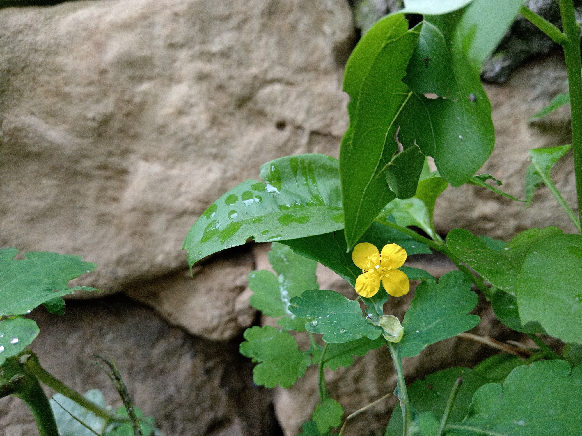 A single, small, bright yellow flower with four petals is in full bloom. The flower is positioned on the right side of the frame, nestled amongst lush green leaves. Several of the leaves are wet, with visible water droplets clinging to their surfaces, suggesting recent rain or dew. The background consists of a textured, light brown stone wall, which is slightly out of focus, creating a soft backdrop. The overall scene is natural and serene, possibly captured in a garden or a natural setting within Uchkeken, Russia.