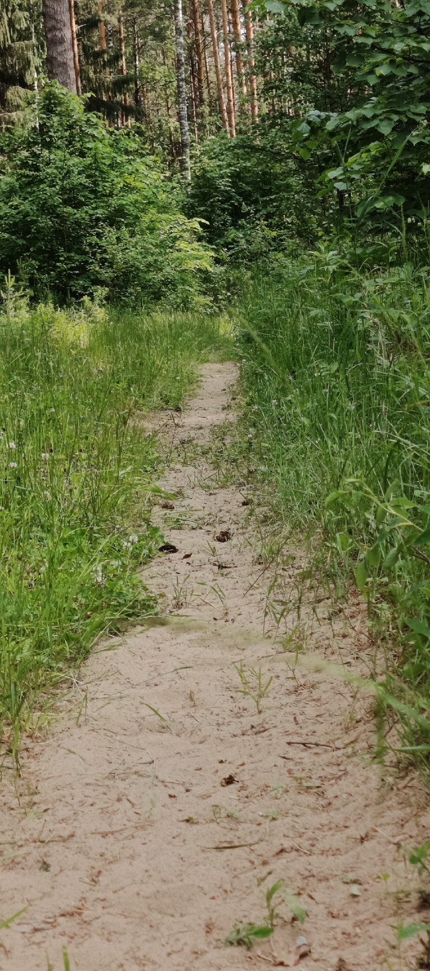 A sandy path winds through a forest in Garevaya, Russia. The path is surrounded by tall green grass and dense trees. The trees in the background are a mix of pine and deciduous trees, with some showing light bark. The ground is covered in sand, with occasional pinecones and small green plants. The lighting suggests it is daytime, with sunlight filtering through the trees. There are no people or animals visible in the image.