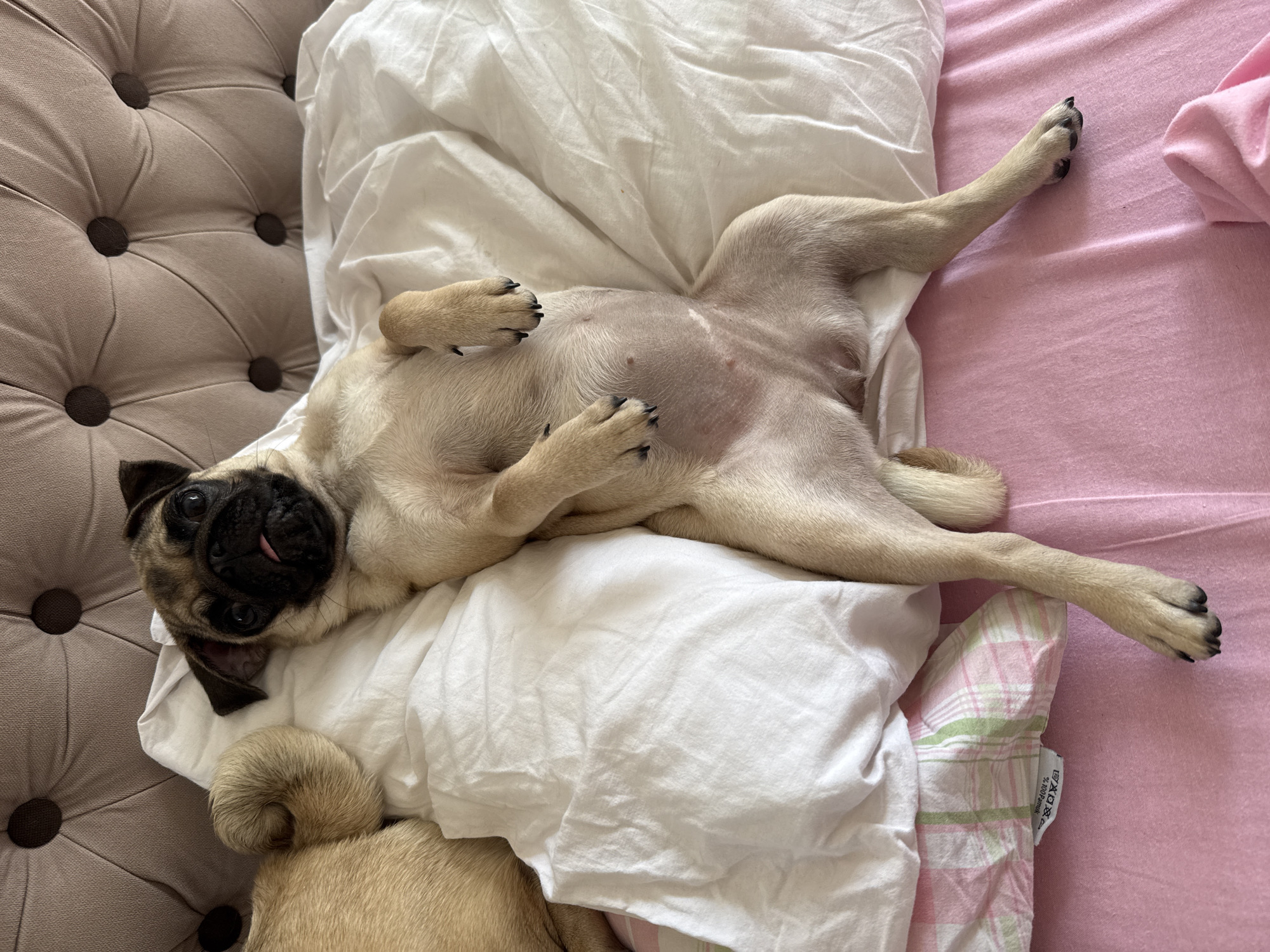 A fawn-colored pug puppy lies on its back on a bed with white sheets and a pink duvet cover. The puppy's legs are splayed out, and its tail is curled up. Its tongue is sticking out slightly. The background is a tufted headboard. The image appears to be taken indoors in a bedroom.