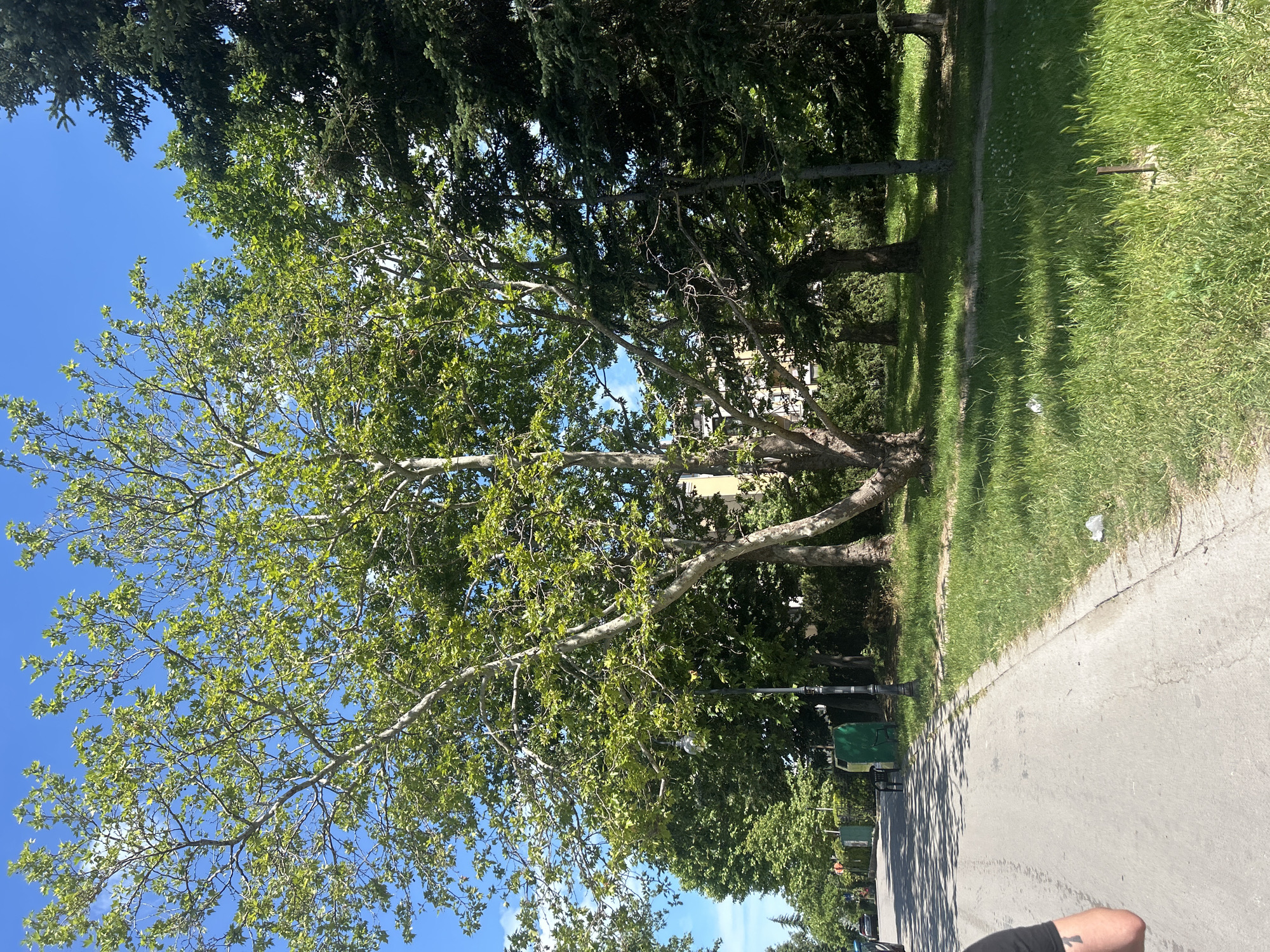 The image shows a park scene on a sunny day, likely in Varna, Bulgaria. A paved path curves through the park, bordered by lush green grass and mature trees with full foliage. Sunlight casts dappled shadows on the path and grass. In the background, a building with a light-colored facade is partially visible through the trees. There are a couple of green trash receptacles along the path, suggesting a public park area. A lamppost is also visible. The overall atmosphere is tranquil and natural, indicative of a pleasant outdoor environment. The time of day appears to be late morning or early afternoon, given the strong sunlight and shadows. There is no visible text in the image.