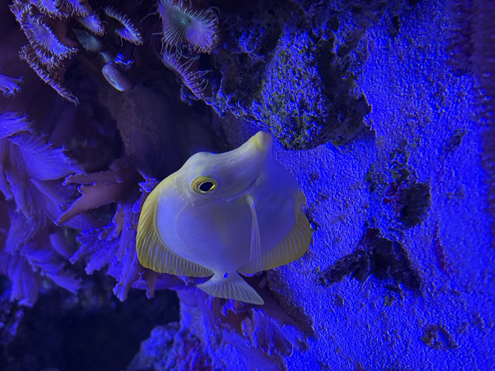 A pale yellow tang fish with a light blue spot on its tail fin swims in a brightly lit blue aquarium. The fish is positioned on the left side of the frame, facing right, with its mouth slightly open. The background is filled with purple and pink coral formations and a sandy seabed. There are no people or any other animals visible in the image. The image is a close-up shot of the fish in its environment. There is no information to suggest this image is located in Minsk, Belarus.