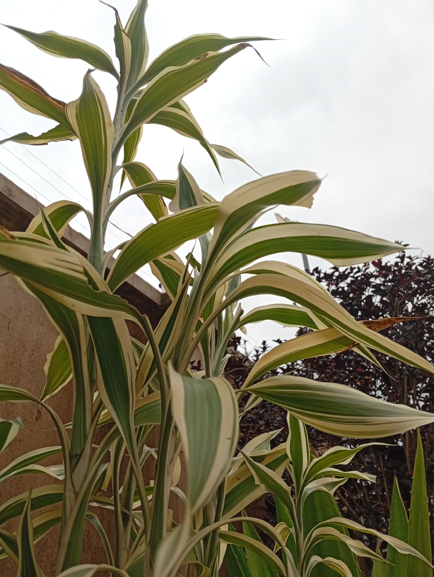 This is a close-up, low-angle photograph of a variegated plant with long, lance-shaped leaves in Gura Top, Nigeria. The leaves are predominantly green with creamy-white margins, and some show signs of browning and slight damage. The plant is captured against a pale, overcast sky. In the background, a dark, bushy plant with deep red or maroon foliage is visible, along with a portion of a textured, light brown wall. Power lines are faintly visible against the sky in the upper left quadrant. The image is focused on the plant, with the background elements slightly blurred, creating a shallow depth of field. There are no people or animals present in the frame. The lighting suggests it is daytime, possibly morning or late afternoon, under cloudy conditions.