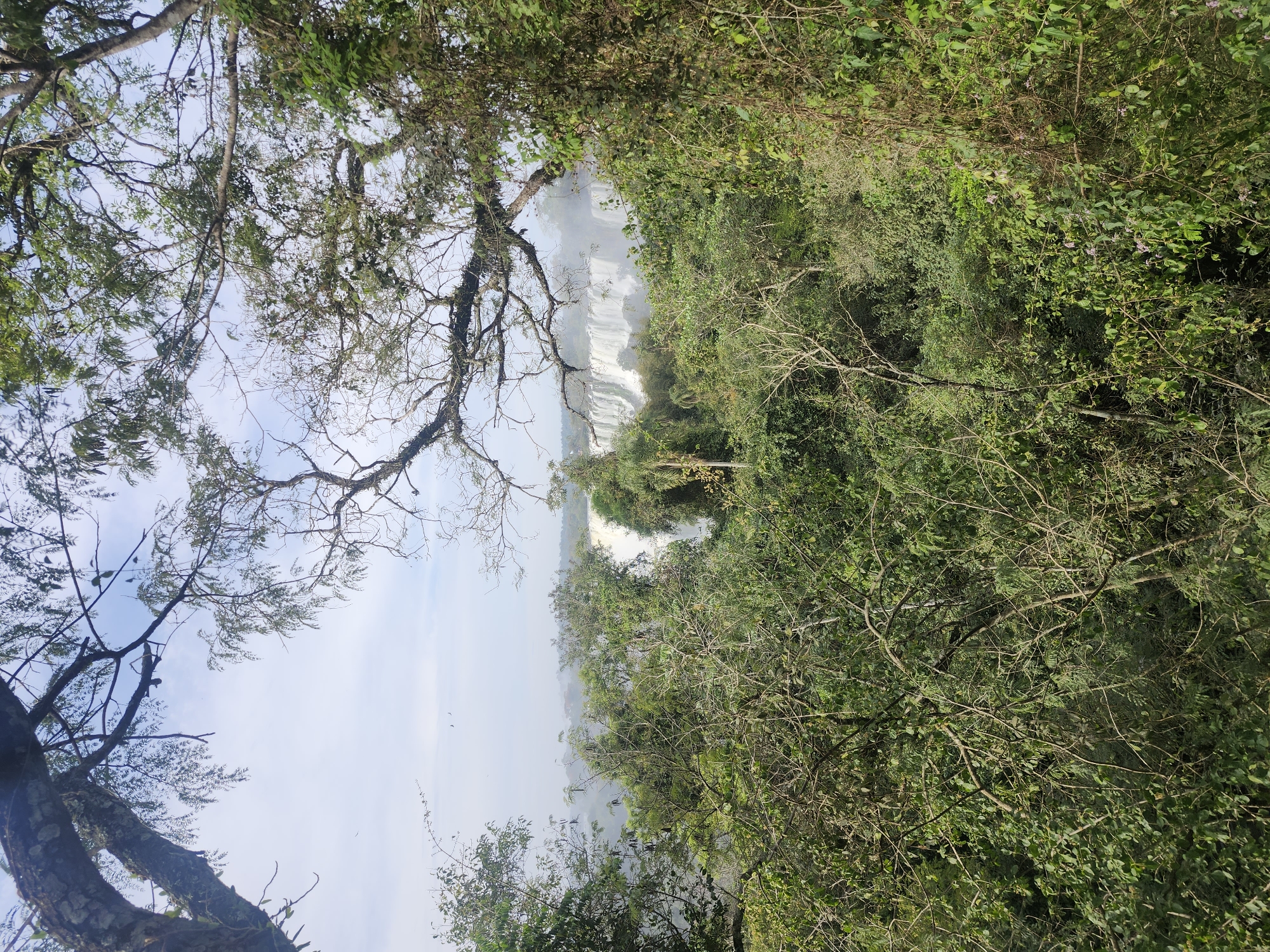 The image captures a view of Iguazu Falls, a UNESCO World Heritage site, from a distance, framed by dense, lush green foliage. The falls are visible in the background, appearing as a wide cascade of white water against a hazy sky. The foreground is dominated by various trees and vegetation, with branches and leaves obscuring parts of the view. The sky above is light blue with scattered clouds. The scene suggests a natural, undeveloped environment characteristic of the Iguazu National Park, located near Puerto Iguazú, Argentina. There are no people or specific actions depicted in the image.