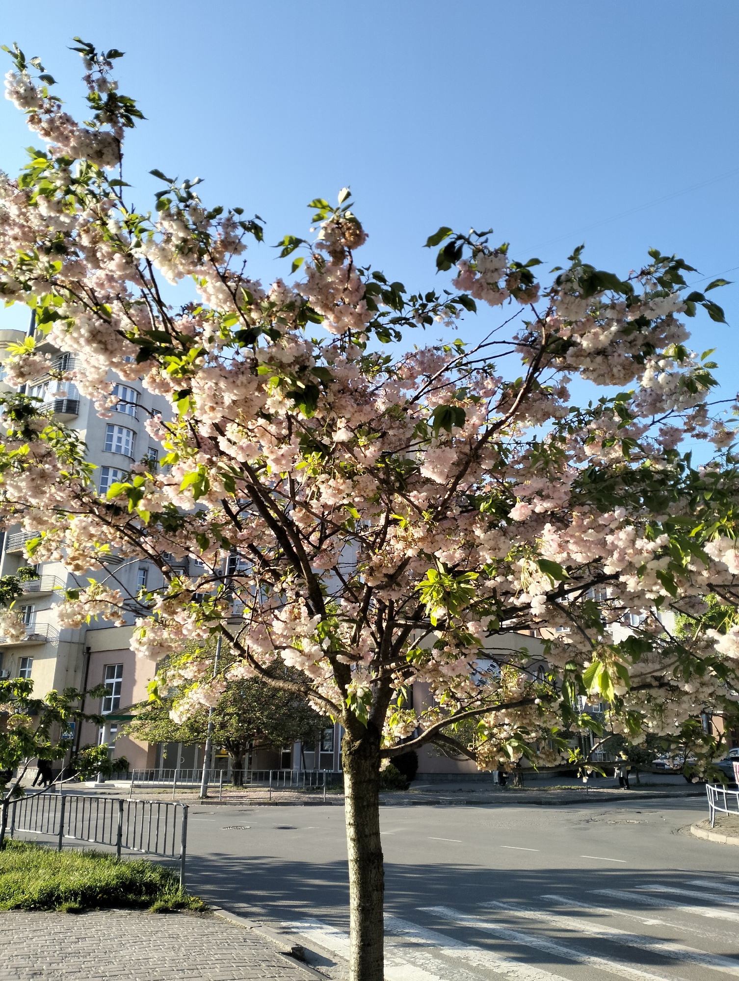 The image captures a blossoming tree in Ivano-Frankivsk, Ukraine. The tree, abundant with light pink flowers and some green leaves, dominates the foreground. Behind the tree is a multi-story building with many windows. The scene is set on a city street with a crosswalk and roads visible. The sky is clear and blue. A metal fence is seen on the left edge of the image. There is pedestrian activity with a blurred figure walking.