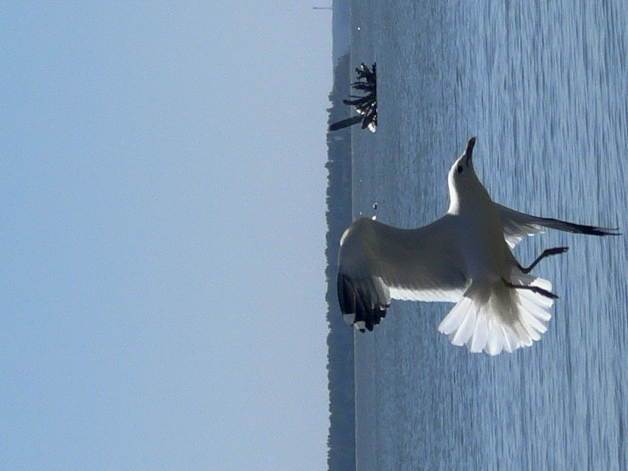A seagull is in flight over a body of water, with its wings fully extended. The bird is white with black markings on its wingtips and tail. Its beak is pointed and red. The water is blue and appears calm, with small ripples on the surface. In the background, there is a treeline along the horizon, and further in the distance, a faint industrial structure can be seen. The sky is a clear blue. The scene appears to be a natural environment, possibly a lake or a large river.