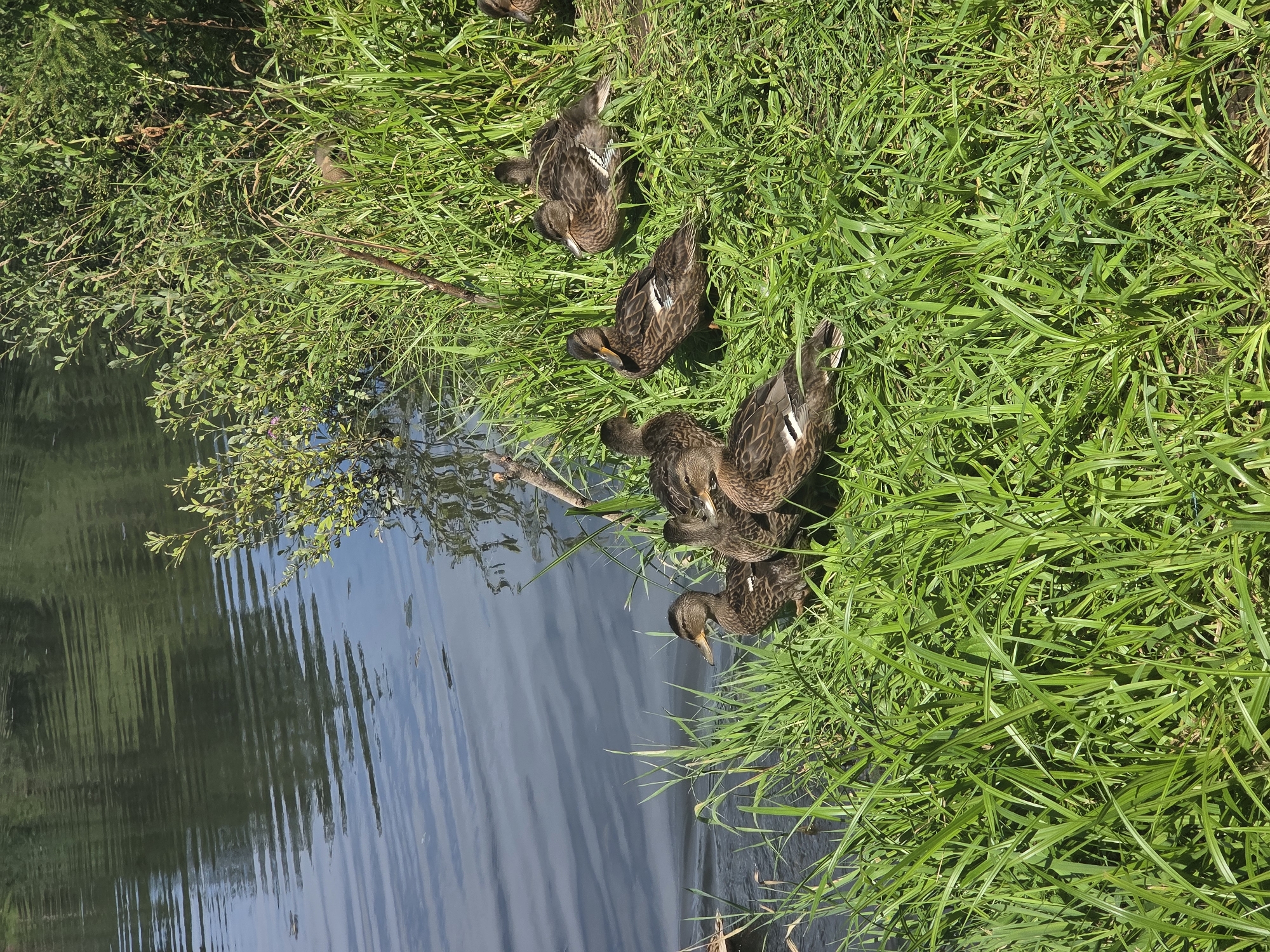 A group of mallard ducks are gathered on the grassy bank of a body of water, likely a river or pond, in Frolovo, Russia. The water is dark and reflects the green foliage on the opposite bank. The ducks are mostly facing towards the water, with a few looking towards the right of the frame. Their plumage is predominantly brown and mottled, typical of female mallards or juveniles. The grass is lush and green, with some taller stalks and other vegetation growing along the water's edge. Sunlight is casting shadows, indicating a bright day.