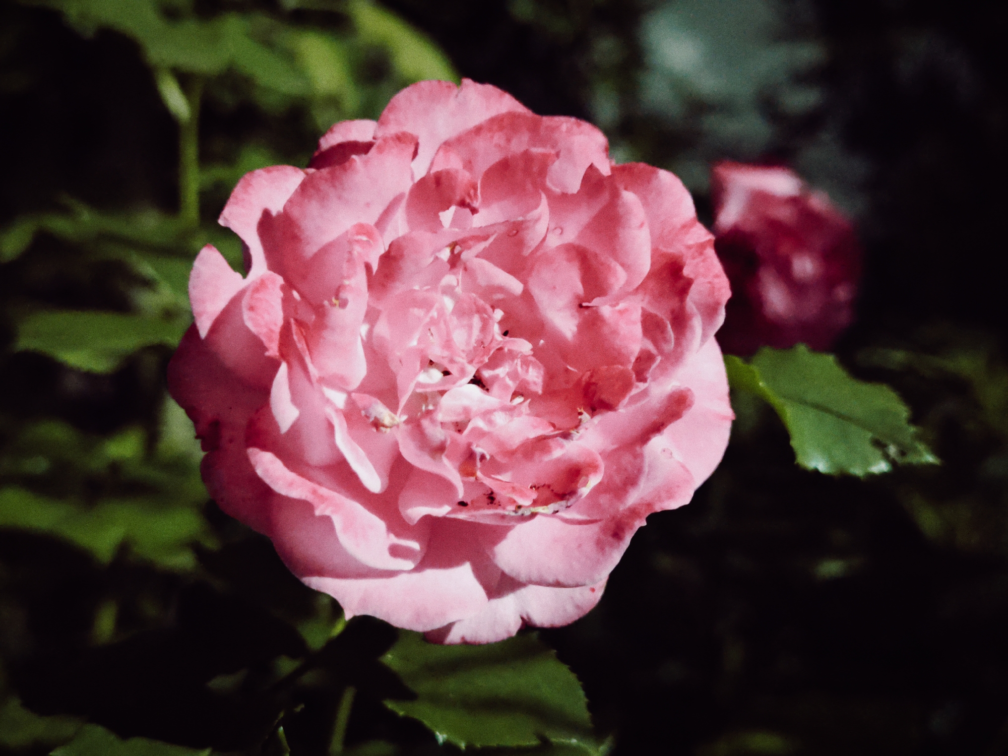A close-up, slightly grainy photograph showcases a pale pink rose in full bloom. The rose is the primary subject, positioned centrally and occupying a significant portion of the frame. Its petals are layered and soft, with subtle shadows highlighting their texture. Dew drops are visible on some of the petals.
In the background, out of focus, are dark green rose leaves and the dark, indistinct shapes of other foliage and possibly another, deeper pink rose further back on the right. The lighting appears to be natural, casting soft shadows and illuminating the rose from the front and slightly to the left. The overall mood is one of natural beauty and delicate detail.
The image does not contain any elements that would allow for specific identification of a location within Makiivka, Ukraine.