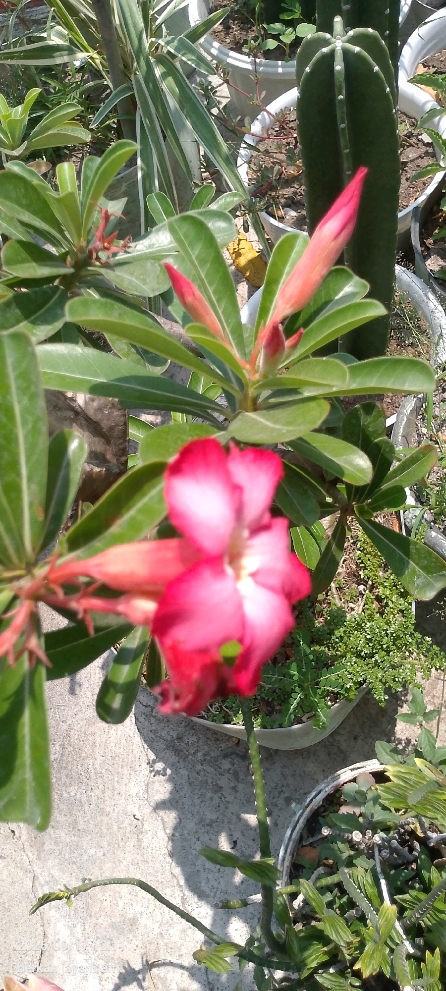 The image displays a close-up view of a flowering plant with vibrant pink and white petals, likely an Adenium or Desert Rose, set against a backdrop of other potted plants. The foreground is dominated by the large, slightly out-of-focus bloom. Behind it, several green leaves and pink flower buds are visible, suggesting the plant is in various stages of flowering. To the right, a tall, dark green cactus with white speckles stands in a white pot. Other smaller plants with green foliage fill the spaces between the larger pots. The scene is set outdoors, on a concrete surface, with dappled sunlight indicating a bright day. The overall environment appears to be a garden or patio area. The image also shows a timestamp at the bottom left corner: "2020/09/17 14:21" followed by some text in a non-English script. There are no people or animals in the image. The location is Kincang Wetan, Indonesia.
