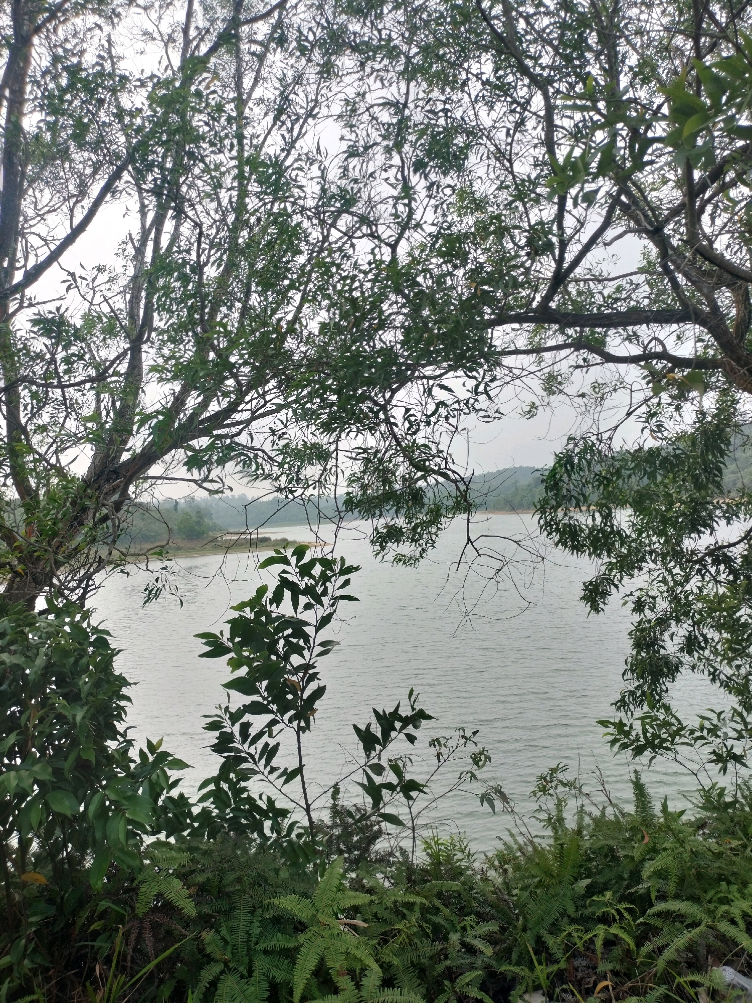 The image depicts a serene natural landscape of a calm body of water, likely a reservoir or lake, framed by lush green foliage and tree branches. The water surface shows gentle ripples, suggesting a light breeze. In the background, a gently sloping hillside covered in trees can be seen under an overcast sky. The foreground is dominated by dense green undergrowth, including ferns and leafy plants, with tree trunks visible on either side of the frame. Based on the vegetation and topography, this scene is consistent with the natural environments found around water bodies in Batam, Indonesia, such as the Duriangkang Reservoir or Tumama Reservoir, which are key water sources for the island. No people or artificial structures are clearly visible, emphasizing the natural and tranquil atmosphere of the location.