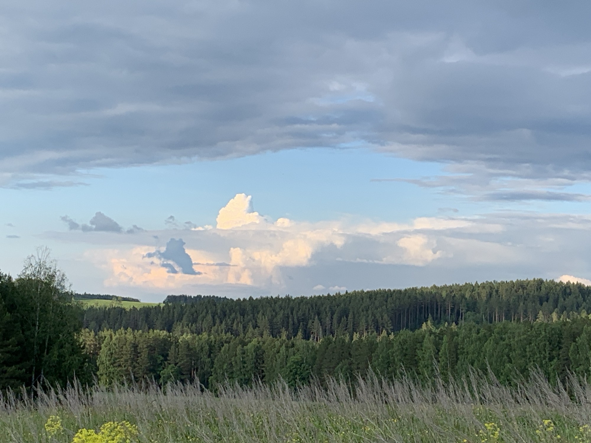 The image displays a vast natural landscape under a dynamic sky, located in Bol'shoi Bukor, Russia. The foreground features a sprawling field of tall, dry, yellowish-green grass, interspersed with patches of small yellow wildflowers, suggesting a rural or wild meadow.
Stretching across the midground is a dense, dark green forest composed primarily of conifer trees, forming a thick band that dominates the horizon. The trees vary in height, creating an uneven canopy line, and appear to cover rolling hills or undulating terrain beyond the immediate foreground.
The sky is a prominent element, showcasing a complex cloud formation. The upper portion is covered by a layer of flat, grey clouds, possibly stratocumulus. Below this, a strip of lighter blue sky is visible, separating the grey layer from a lower band of bright white and light grey cumulus clouds. Some of these cumulus clouds are notably large and towering, with distinct shapes. One particular cloud in the mid-left area of the sky strongly resembles a sitting dog or a similar animal, while another appears to be rising like a vertical plume.
The lighting suggests late afternoon or early evening, with soft, diffused light illuminating the scene and casting subtle warm tones on the cumulus clouds. There are no people, animals, or man-made structures visible, emphasizing the untouched and peaceful character of the wilderness. The scene evokes a sense of tranquility and the grandeur of nature. No text is visible in the image.