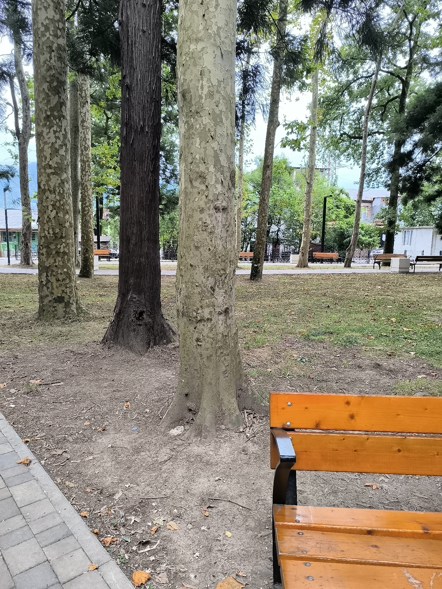 The image depicts a park scene in Batumi, Georgia, featuring a row of tall trees with distinctive patterned bark. In the foreground, the edge of a paved walkway is visible on the left, bordered by a strip of dirt and sparse grass. A bright orange wooden park bench occupies the bottom right portion of the frame. Behind the trees, a grassy area with scattered fallen leaves can be seen, leading to a path lined with more benches and some buildings in the distance. The overall atmosphere suggests an outdoor public space on an overcast day.