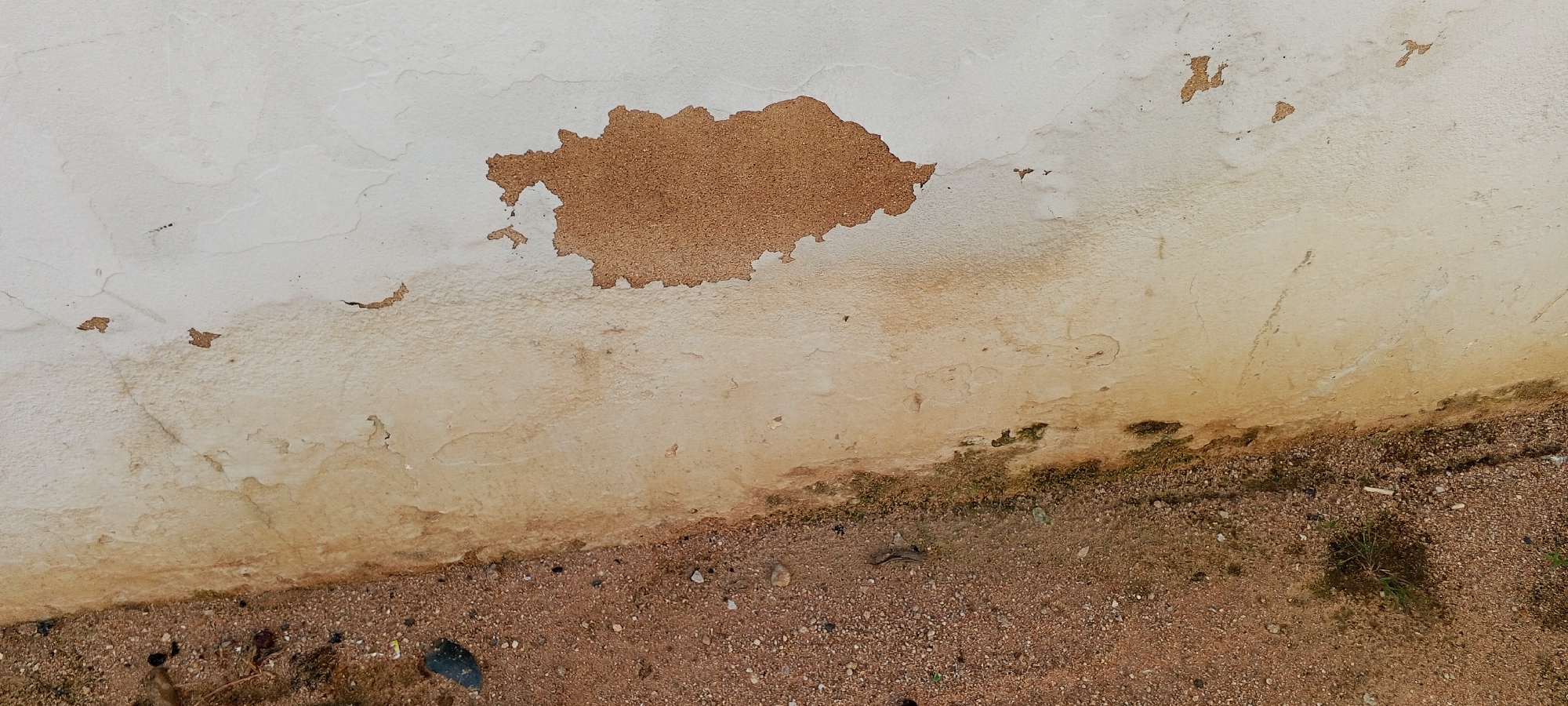 This is a close-up, eye-level photograph of a weathered, cream-colored concrete wall in Jalingo, Nigeria. The wall exhibits significant signs of degradation, with large patches of the surface coating flaking off, revealing a rough, tan-colored substrate beneath. A prominent, irregular-shaped area of this exposed substrate is visible in the upper central portion of the image.
The lower section of the wall is stained with a yellowish-brown discoloration, indicative of water damage or efflorescence. This staining extends towards the ground, where it meets a layer of reddish-brown gravel. Small patches of green moss or algae are visible growing along the base of the wall, interspersed with the gravel.
The ground in the foreground is composed of small, loose pebbles and grit, with a few scattered blades of dry grass and a dark, possibly wet, object that could be a piece of debris or a rock. The overall scene suggests an outdoor environment exposed to the elements, likely a building exterior in an area prone to moisture and wear. There are no people or animals visible in the frame. The lighting is natural and somewhat diffused, creating soft shadows and highlighting the textures of the wall and ground.