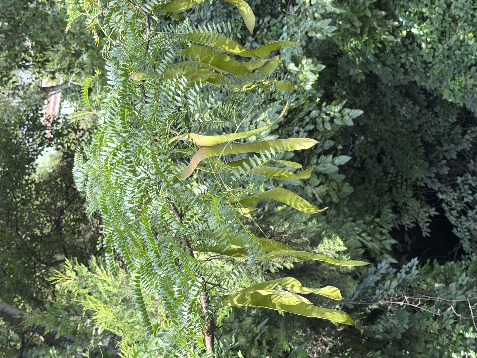 The image shows a branch of a tree with long, green seed pods hanging from it, set against a backdrop of lush green foliage. The tree is in bloom, with small, feathery leaves. The seed pods are large and curved, with a leathery texture. The foliage in the background is dense and varied, with different shades of green suggesting a mix of trees and plants. Sunlight filters through the leaves, creating dappled patterns of light and shadow. The scene appears to be in a natural setting, possibly a park or a garden. The specific location in the city of Tbilisi, Georgia, is not visually identifiable from the image.