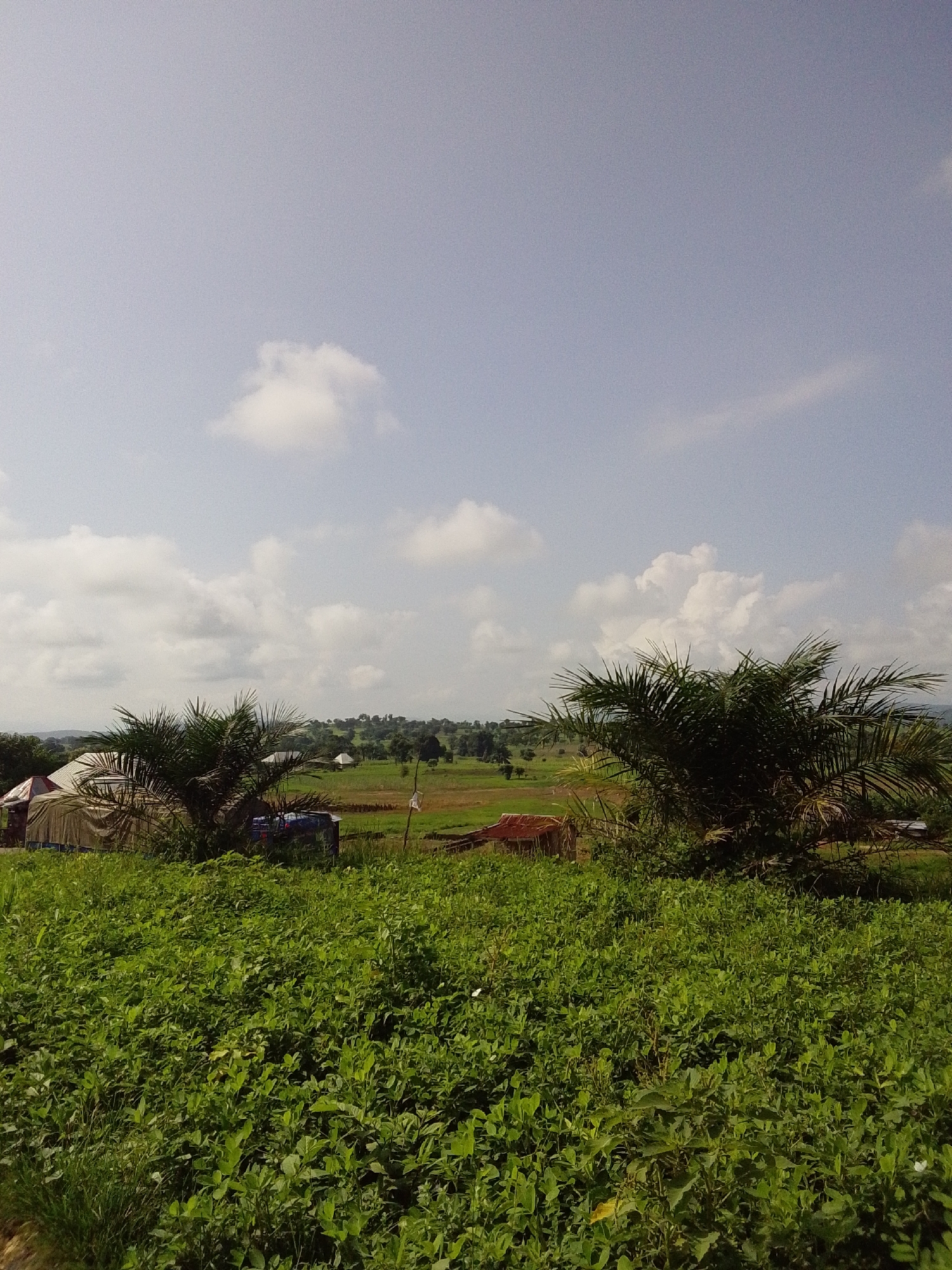 The image captures a rural landscape under a partly cloudy sky in Serti, Nigeria. In the foreground, a dense field of vibrant green vegetation, possibly crops, fills the lower half of the frame. Two palm trees, one on the left and one on the right, flank the middle ground, their fronds spreading outwards. Behind the palm on the left, a structure covered with a beige tarp is partially visible, with a hint of red roofing. Further back, a rural settlement is scattered across rolling green hills. Small buildings with various roof colors, including red and white, are discernible amongst the greenery. The background consists of a distant line of trees and hills fading into the horizon, beneath a pale blue sky dotted with scattered white clouds. The overall scene suggests an agricultural area with a sparse population.