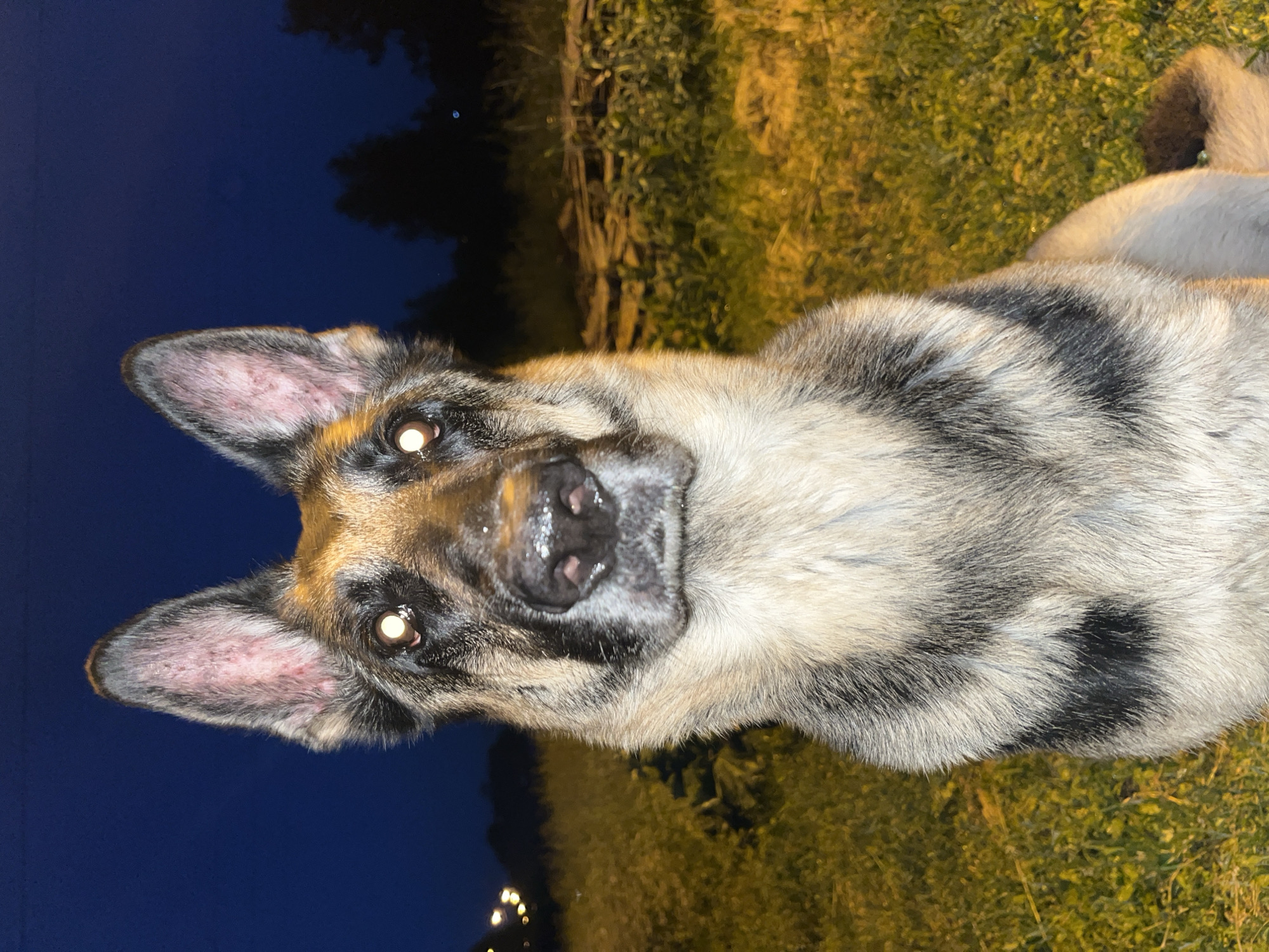 A German Shepherd dog is pictured close-up in an outdoor setting at night. The dog faces forward with its ears erect and eyes reflecting light. The background consists of dark foliage and a grassy area illuminated by artificial light, suggesting an urban or suburban fringe environment. There is no indication of the specific location within Nizhny Tagil, Russia, or any people present.