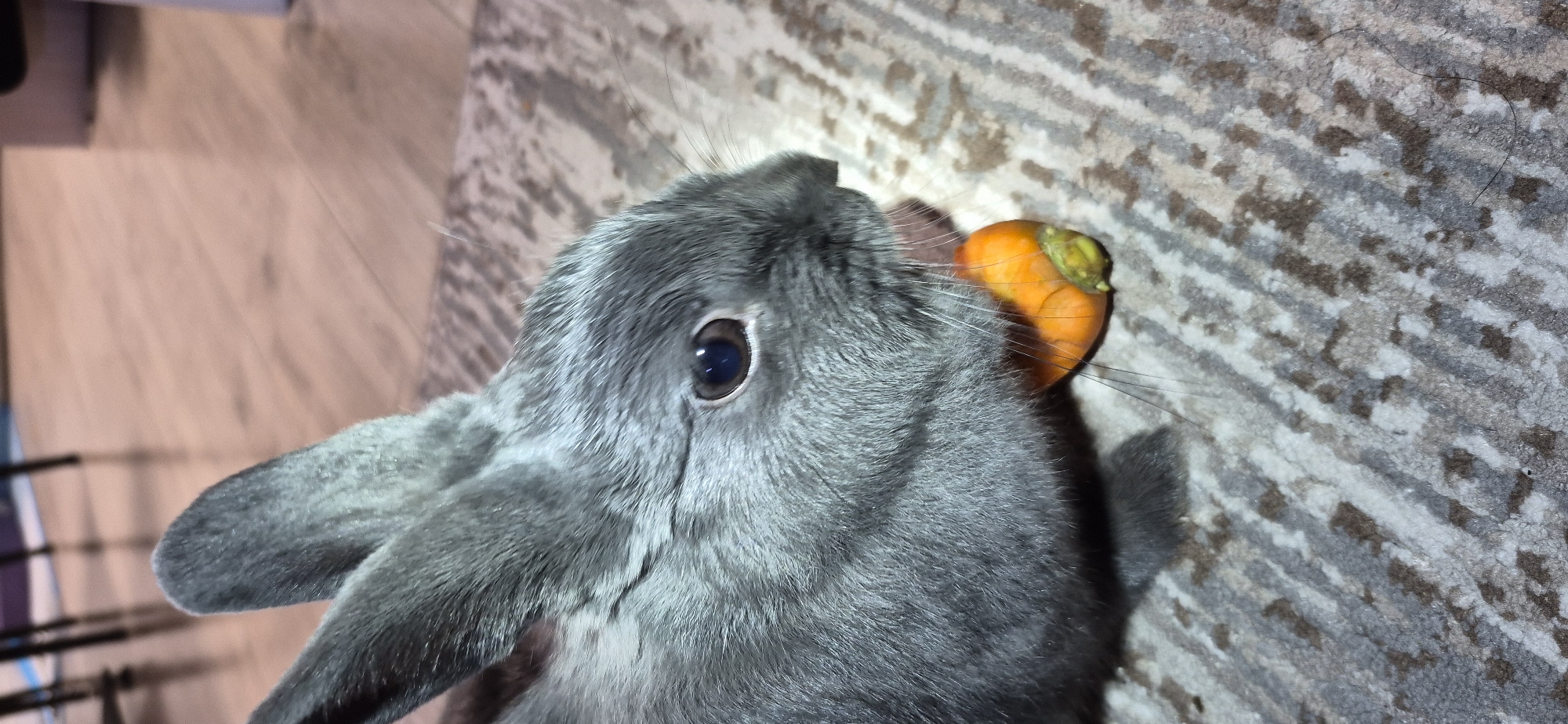 A close-up shot features a grey rabbit gnawing on a small piece of orange carrot. The rabbit's fur is soft and appears well-groomed. Its large, dark eye is visible, and its ears are perked up. The rabbit is situated on a textured carpet with a pattern of grey and white stripes. In the background, a wooden floor is partially visible, along with the legs of furniture. The lighting in the scene is somewhat dim, creating soft shadows. The image does not provide information about the location in Ussurijsk, Russia.