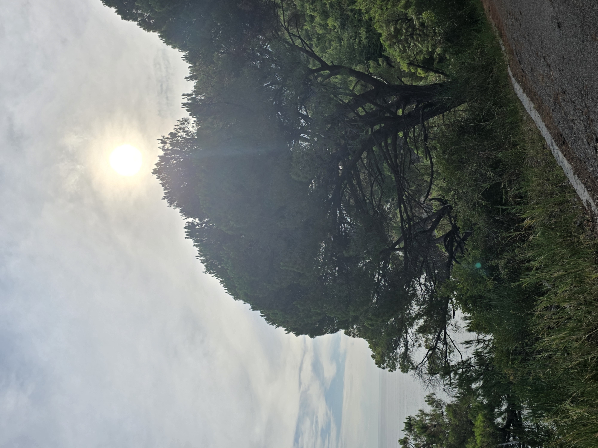 The image depicts a coastal scene with a large pine tree dominating the foreground, its branches extending across the frame. The tree is situated on a hillside overlooking a body of water, likely the Adriatic Sea, which is visible in the background under a cloudy sky. The sun is bright and positioned high in the sky, with visible rays emanating from it and casting lens flare. A paved road runs along the bottom right of the image, bordered by vegetation including tall grasses and smaller bushes. The overall impression is of a natural, somewhat wild landscape. The location is identified as Mirište, Montenegro.