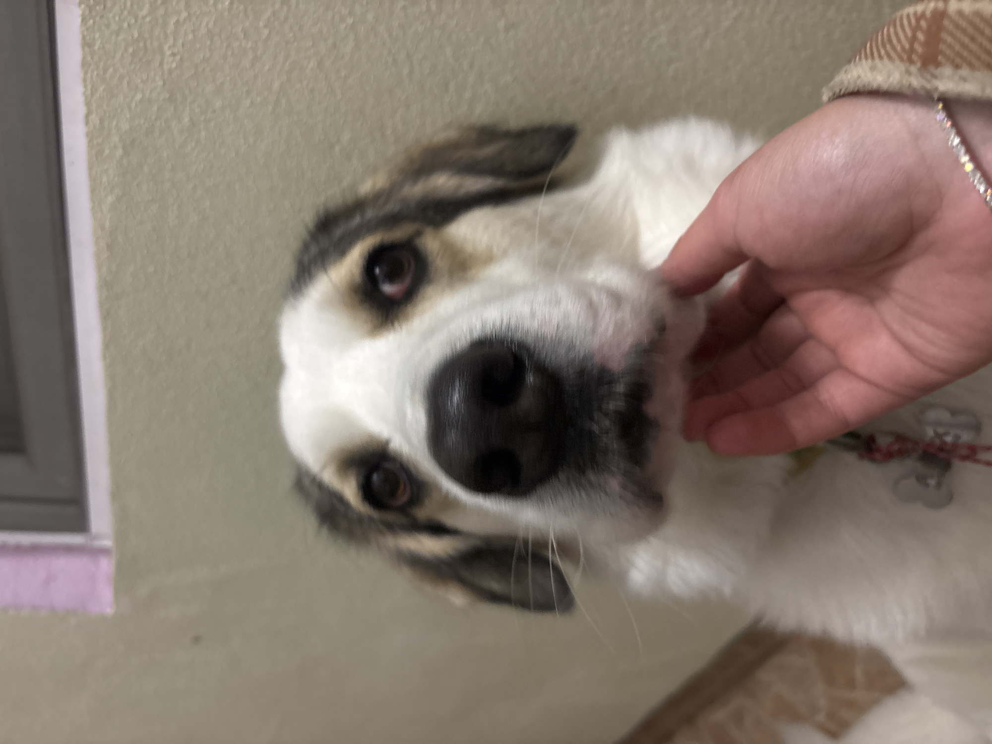 A white and brown dog is being petted by a hand with a sparkling bracelet. The dog is looking directly at the viewer. The background is a light gray wall with a window frame visible on the left side. There is a floor mat in the lower right. No information in the image indicates that this location is in Asenovgrad, Bulgaria.