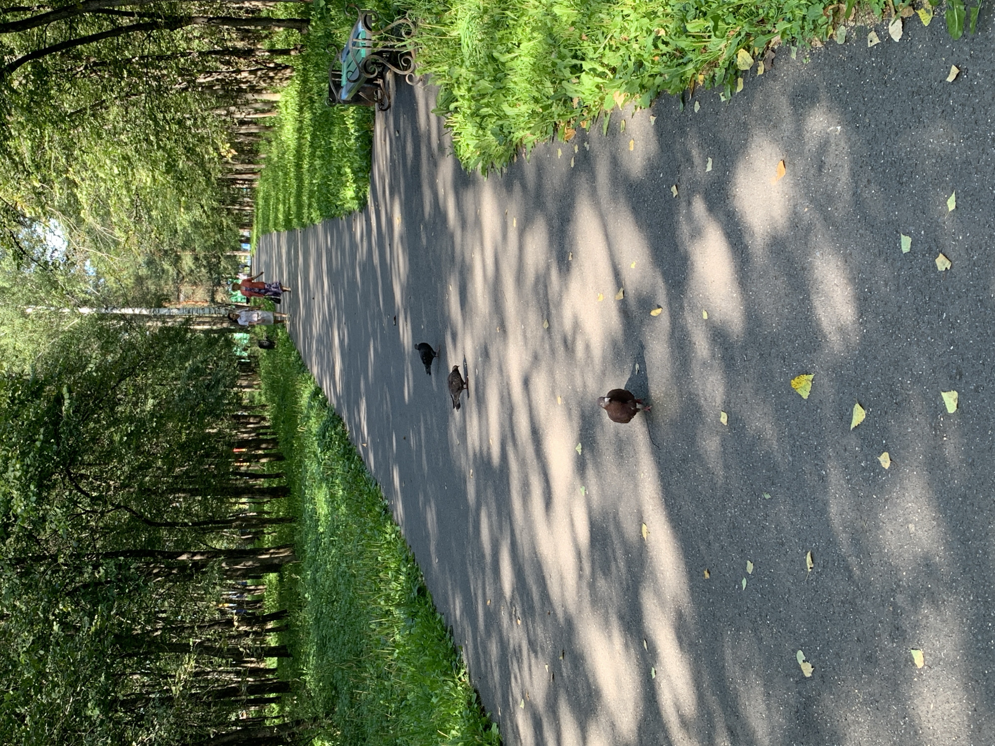 A paved walkway in a park is lined with green grass and trees. Several pigeons are walking on the walkway. In the background, two women are walking down the path. There are also park benches visible along the side of the walkway. The scene appears to be in a city park in Prokopyevsk, Russia, based on the visual cues and likely context of a nature setting within an urban environment.