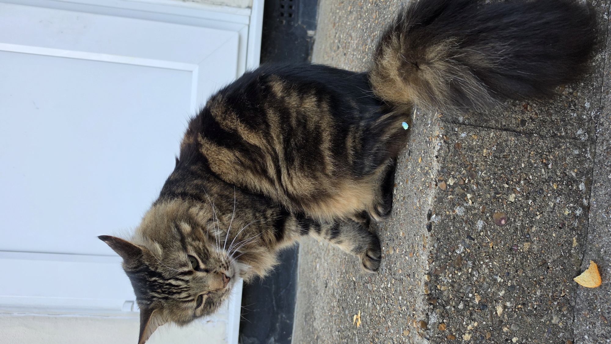 A long-haired domestic cat, likely a tabby, is the central subject of this close-up, horizontally oriented image. The cat displays a distinctive mackerel tabby pattern, featuring dark brown to black stripes against a lighter, warm brown and tan undercoat. Its fur appears thick and plush, especially on its body and bushy tail. The cat has bright green eyes and prominent long white whiskers. Its head is tilted downwards and slightly to its left, suggesting it is observing something on the ground or in its immediate vicinity.
The setting is outdoors, with the cat resting or crouching on a textured concrete surface. This concrete is rough, with visible embedded pebbles and aggregate, characteristic of outdoor paving. Behind the cat, on the left side of the frame, is a clean, white building surface, possibly part of a door frame or a wall. The scene is illuminated by bright, natural daylight, indicating it is daytime, with clear but not overly harsh shadows.
Notable details include two small, irregular, light blue objects visible on the cat's fur: one near the base of its tail and another on its lower back, possibly pieces of confetti or similar debris. On the concrete ground to the right, a small, irregular yellow-orange fragment, potentially a dry leaf piece or food, is visible. There are no human subjects or any discernible text in the image. The overall impression is a serene moment of a cat in its outdoor environment, consistent with a domestic setting in an urban or suburban area like London, UK.