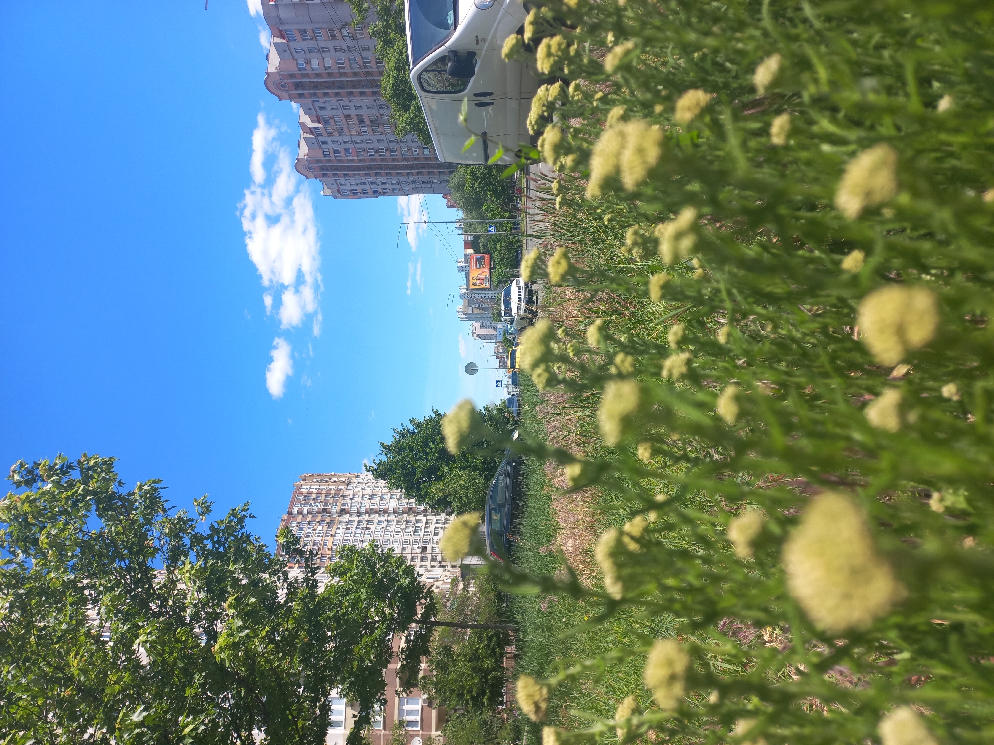 The image captures a vibrant urban or suburban scene on a clear, sunny day. The perspective is low, looking slightly upwards and across a patch of dense greenery.
In the immediate foreground, a mass of green plants with numerous small, fuzzy, light yellow-green flowers or seed heads fills the bottom right portion of the frame. These plants are significantly out of focus, creating a soft bokeh effect and suggesting a close-up perspective from ground level.
Beyond the foreground foliage, a paved road or street runs through the midground. Several vehicles are visible, including a prominent white van parked on the left side of the street (from the viewer's perspective). Further down the street, other cars, streetlights, and what appears to be a distant billboard with indistinct imagery or text are present.
The background features tall residential buildings, likely apartment blocks or condominiums, with multiple windows and balconies. The architecture suggests a modern urban environment. Lush green trees with full foliage are scattered throughout the scene, some partially obscuring the buildings. Above the cityscape, a bright, clear blue sky dominates, adorned with scattered, fluffy white clouds.
The activity depicted is a static, everyday street scene. Cars are parked, and there are no visible people engaged in specific actions. The strong sunlight, clear sky, and vivid green foliage indicate a pleasant, probably summer, day. No specific location identifiers or readable text, apart from the unreadable distant billboard, are discernible.