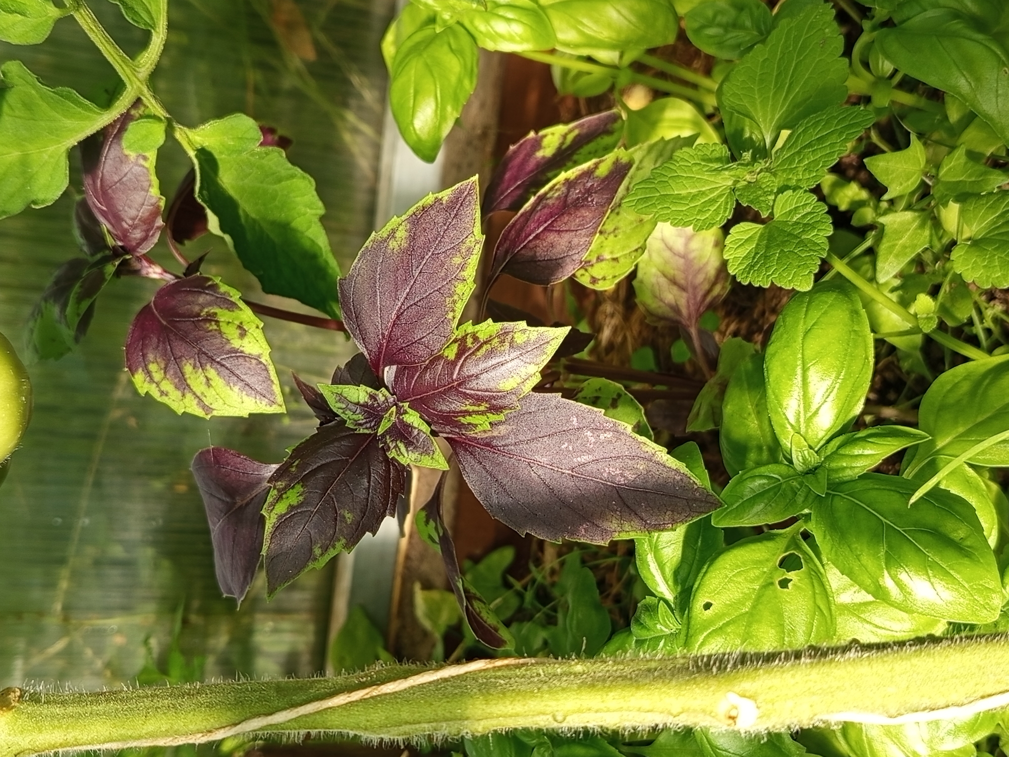 In Ostrovtsy, Russia, this close-up, eye-level, outdoor photograph captures a variety of fresh green herbs bathed in natural sunlight. The foreground is dominated by the thick, fuzzy, light green stem of a plant, likely a tomato plant, which runs vertically along the left side of the frame. To the right and slightly behind this stem, a variety of leafy herbs are visible. Prominently featured are leaves with a deep purple hue edged in vibrant green, characteristic of certain basil varieties like 'Dark Opal' or 'Purple Delight'. Interspersed are clusters of bright green, smooth-textured basil leaves, some with small, irregular holes, possibly indicating insect activity. In the lower right and mid-ground, smaller, more textured green leaves with serrated edges are present, suggesting another herb such as mint or lemon balm. The background is softly blurred, revealing hints of a greenhouse structure with diffused light, indicating the plants are likely growing in a protected environment or a garden setting. The overall impression is one of lush, healthy plant growth.
