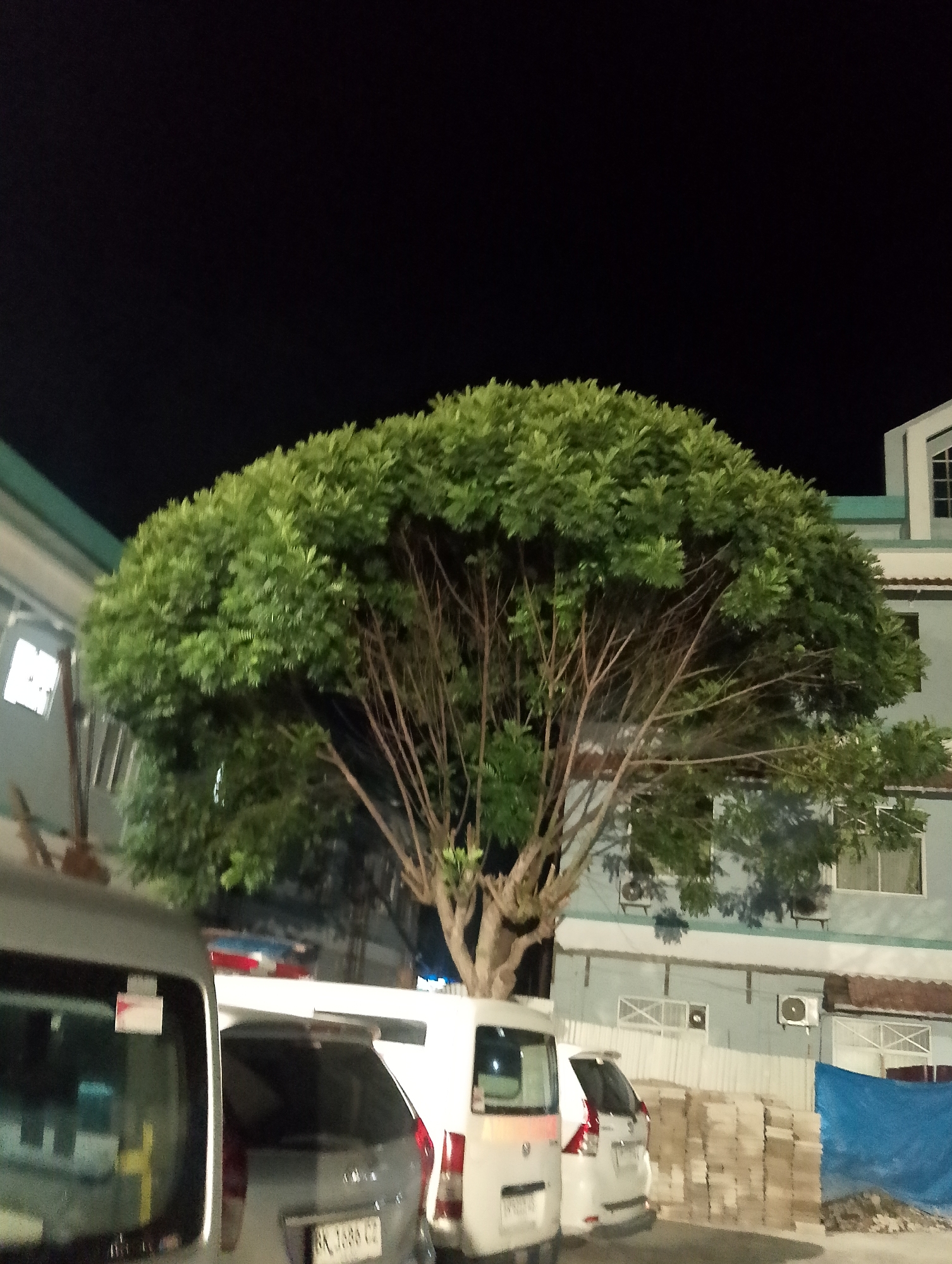 The image shows a tree in front of a building at night in the City of Pematang Siantar, Indonesia. The tree has a large, dense canopy of green leaves and a network of visible branches. In front of the tree, several vehicles are parked. One is a white van on the left, partially visible. To its right is a grey SUV, with its license plate readable as "BK 1688 GZ". Behind the SUV is another white van. The building in the background appears to be a multi-story structure with windows and air conditioning units visible. A blue tarp covers a section of the ground to the right. The overall scene depicts an outdoor area at night, likely a parking lot adjacent to a building.