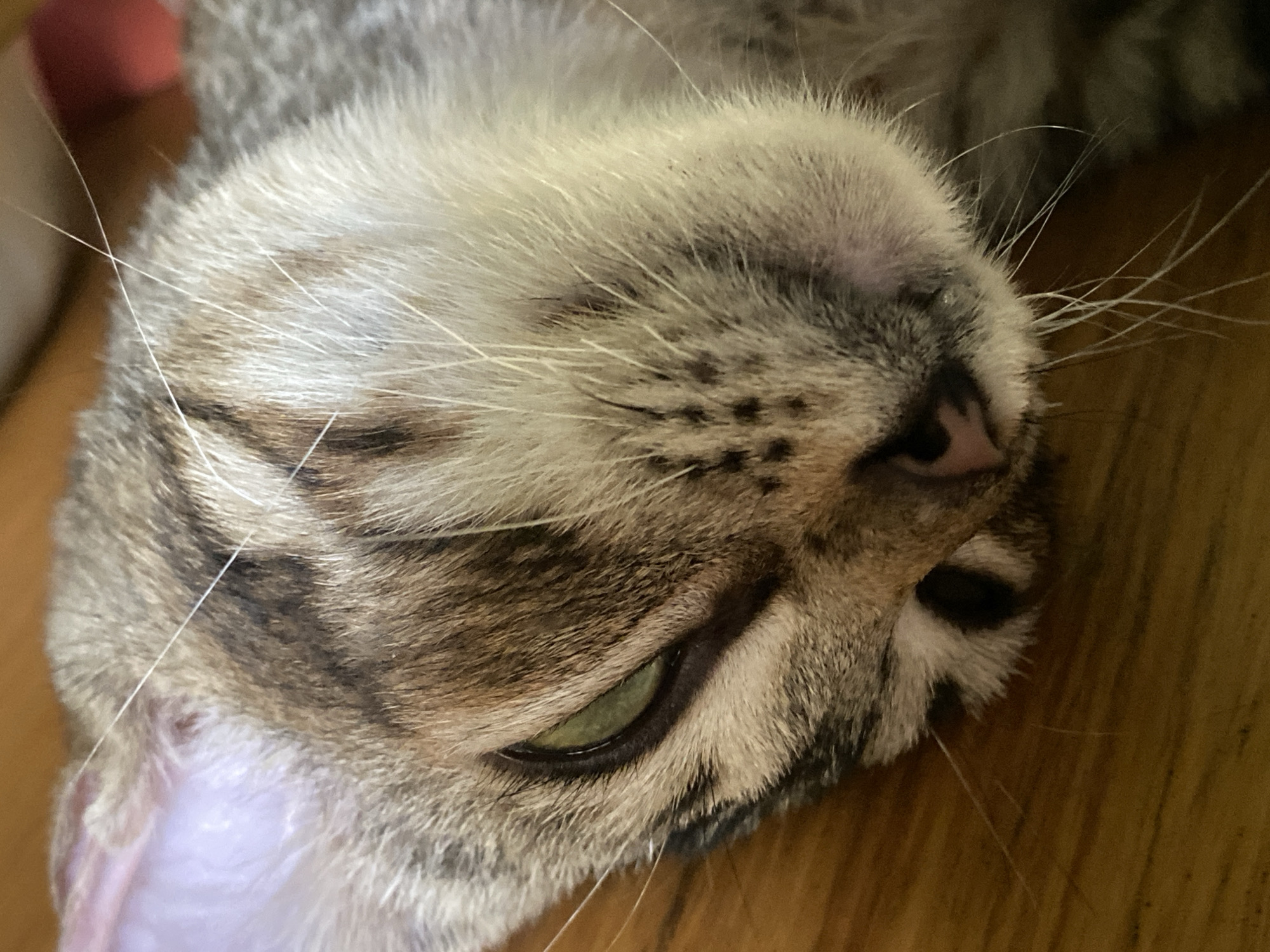 Close-up of a tabby cat's face, with its head upside down. The cat has green eyes, a pink nose, and white whiskers. The background is a wooden surface. The location cannot be determined based on the image.