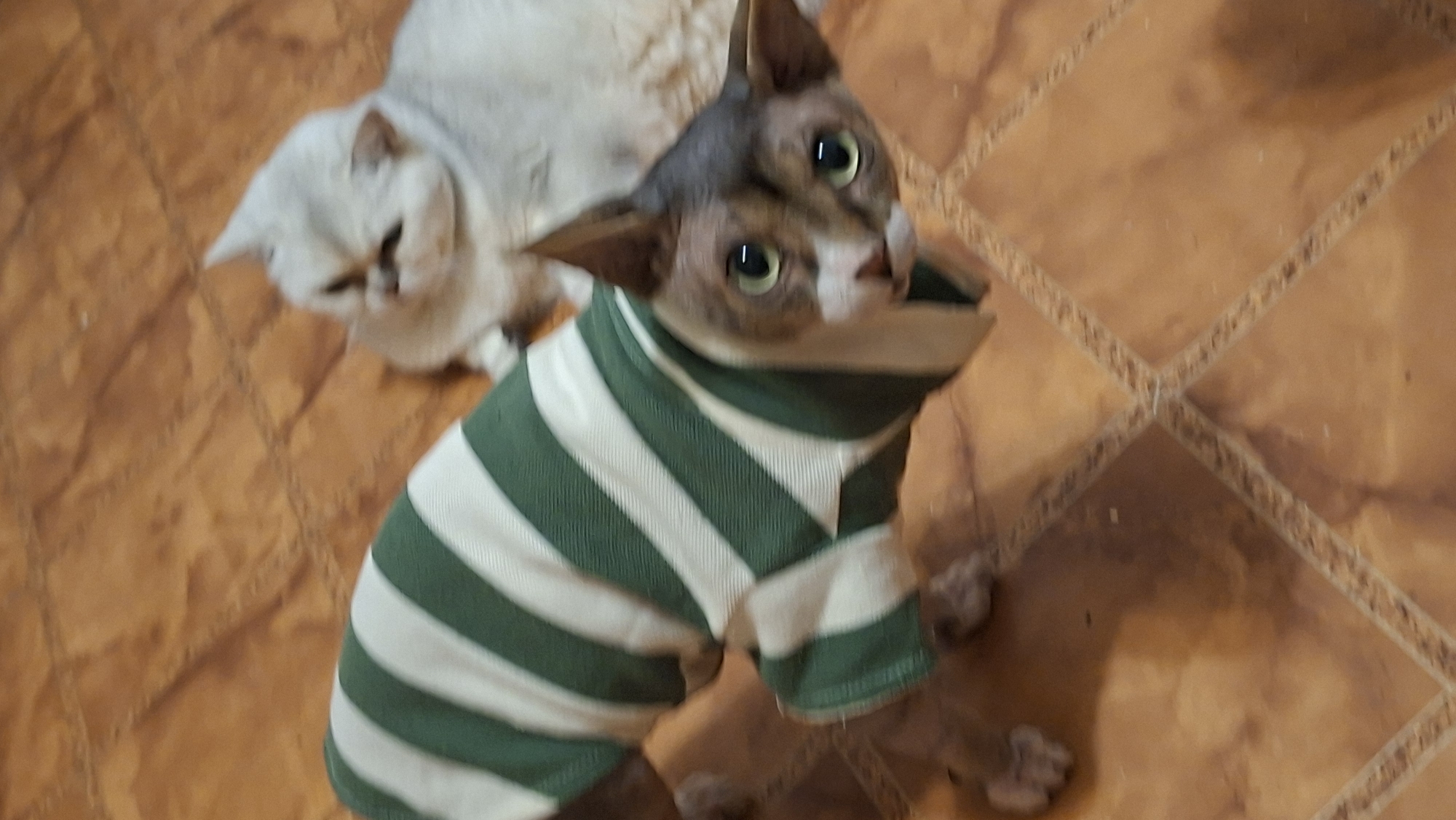 This image depicts two felines on an orange-brown tiled floor in an indoor setting within Забалоцкі сельскі Савет, Belarus. In the foreground, a Sphynx cat, characterized by its hairless appearance and pointed ears, wears a long-sleeved garment with horizontal green and white stripes. This cat possesses distinct light green eyes and is oriented towards the viewer, with its gaze directed upwards at the camera. Its facial coloration exhibits a blend of dark grey-brown and white. Partially visible are its front paws. In the background, positioned to the right of the frame, lies a second cat. This cat is light-colored, possibly white or very light grey, with dense fur, and appears to be a domestic longhair breed. Its head is turned towards the left, away from the camera, and its eyes are not clearly discernible. The floor consists of large, square, terracotta-toned tiles, each featuring light-colored decorative lines forming a diamond pattern within its boundaries.