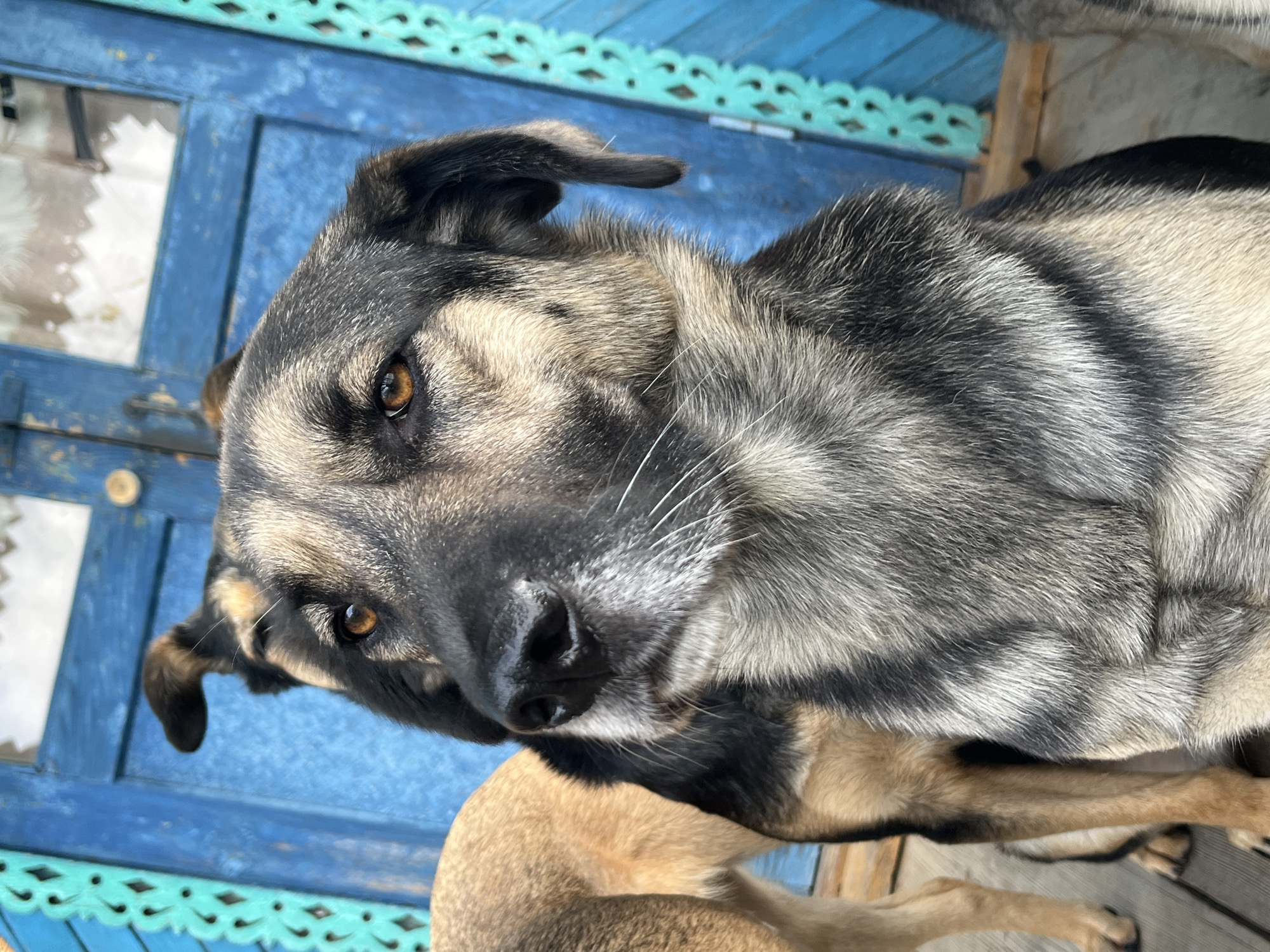 The image shows a close-up of a dog's head and shoulders, with another dog visible in the background. The dogs are standing on a wooden porch in front of a bright blue door with ornate carvings. The main dog has a brown and black coat, with piercing amber eyes and white whiskers. The background is slightly out of focus, but the vibrant blue of the door and the intricate details of the carvings are noticeable. The overall impression is a rustic, outdoor setting. This scene is unlikely to be found in the city of Nizhny Tagil, Russia, as the architecture and decor do not typically reflect Russian styles.