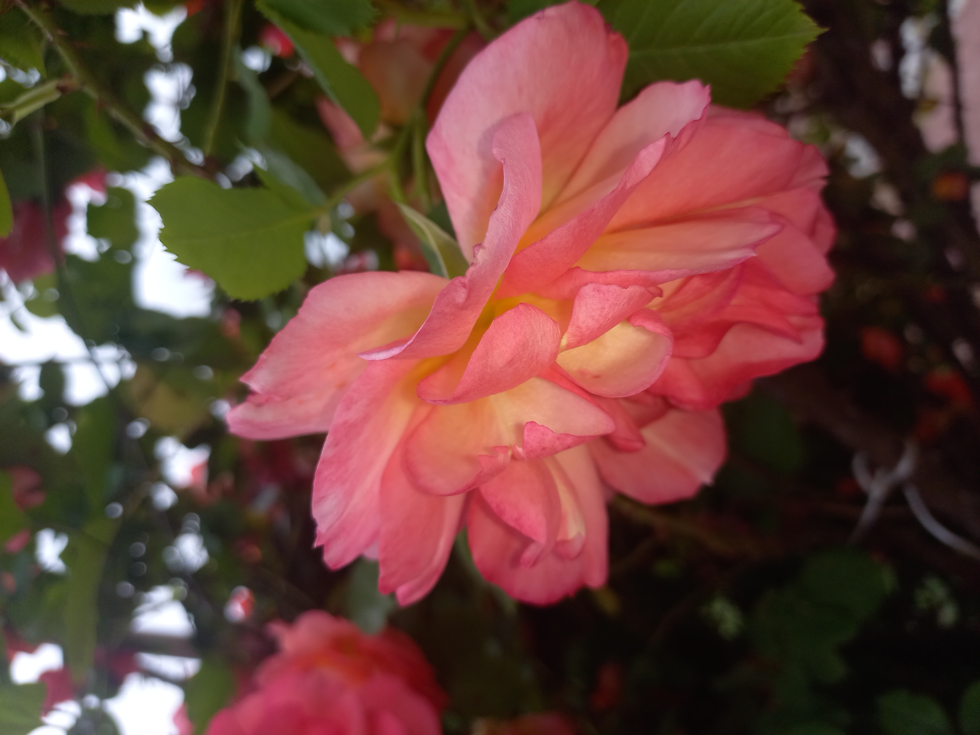 A medium-close-up shot shows a pink and yellow rose in full bloom, surrounded by green leaves and other, out-of-focus flowers and foliage. The petals of the rose are tightly clustered and appear slightly ruffled. The background is a mix of blurred green foliage and hints of urban elements. The location is likely Sofia, Bulgaria, based on available information.