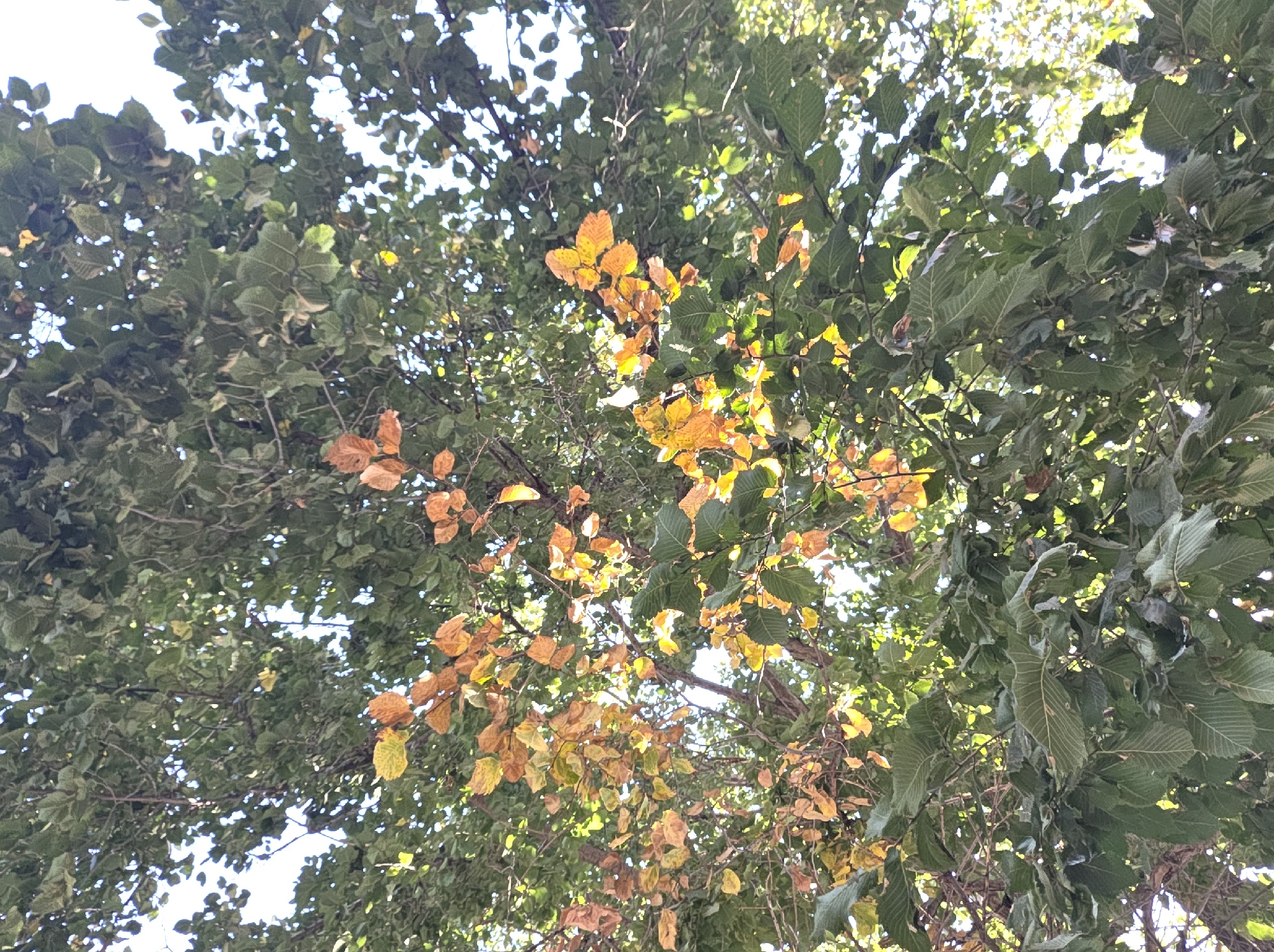 The image shows a view looking up into the canopy of a deciduous tree, likely in autumn, as some leaves have turned yellow and orange. The tree is densely foliated with both green and discolored leaves, obscuring much of the sky. There are no people, animals, or man-made objects visible in the frame. The environment appears to be natural, possibly a park or a residential area with mature trees, in Tokmok City, Kyrgyzstan.