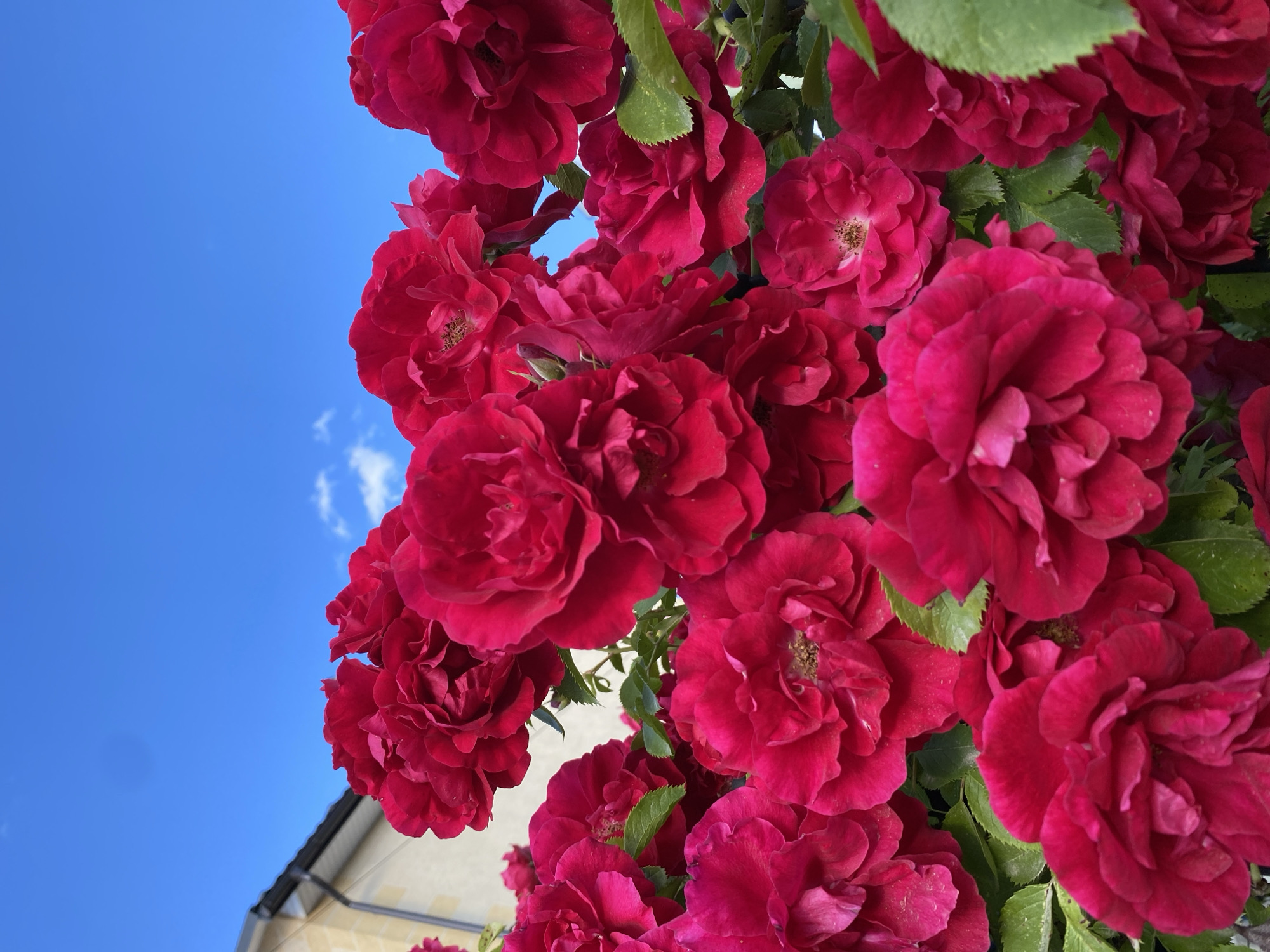 A low-angle, medium shot captures a dense cluster of vibrant red roses against a bright blue sky with scattered white clouds. A beige building with a dark-tiled roof is visible in the upper left corner, suggesting an outdoor setting in a residential or urban area. The roses are in full bloom, with layered petals and some showing their pistils and stamens. Green leaves are interspersed among the flowers. The lighting suggests daytime, likely with direct sunlight illuminating the scene.